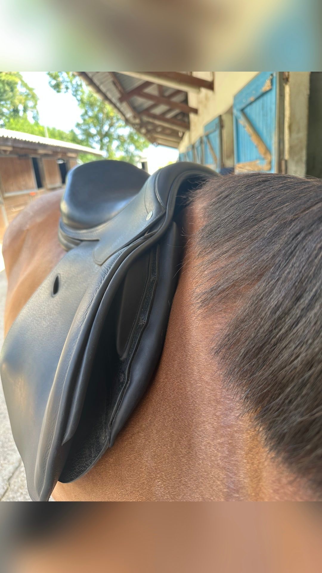 Selle Jumpin cuir noir, média 3
