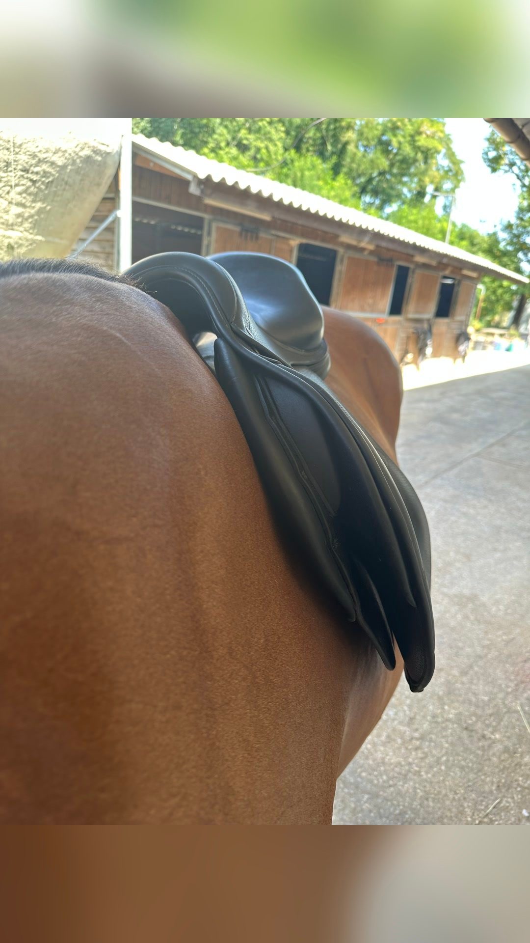 Selle Jumpin cuir noir, média 4
