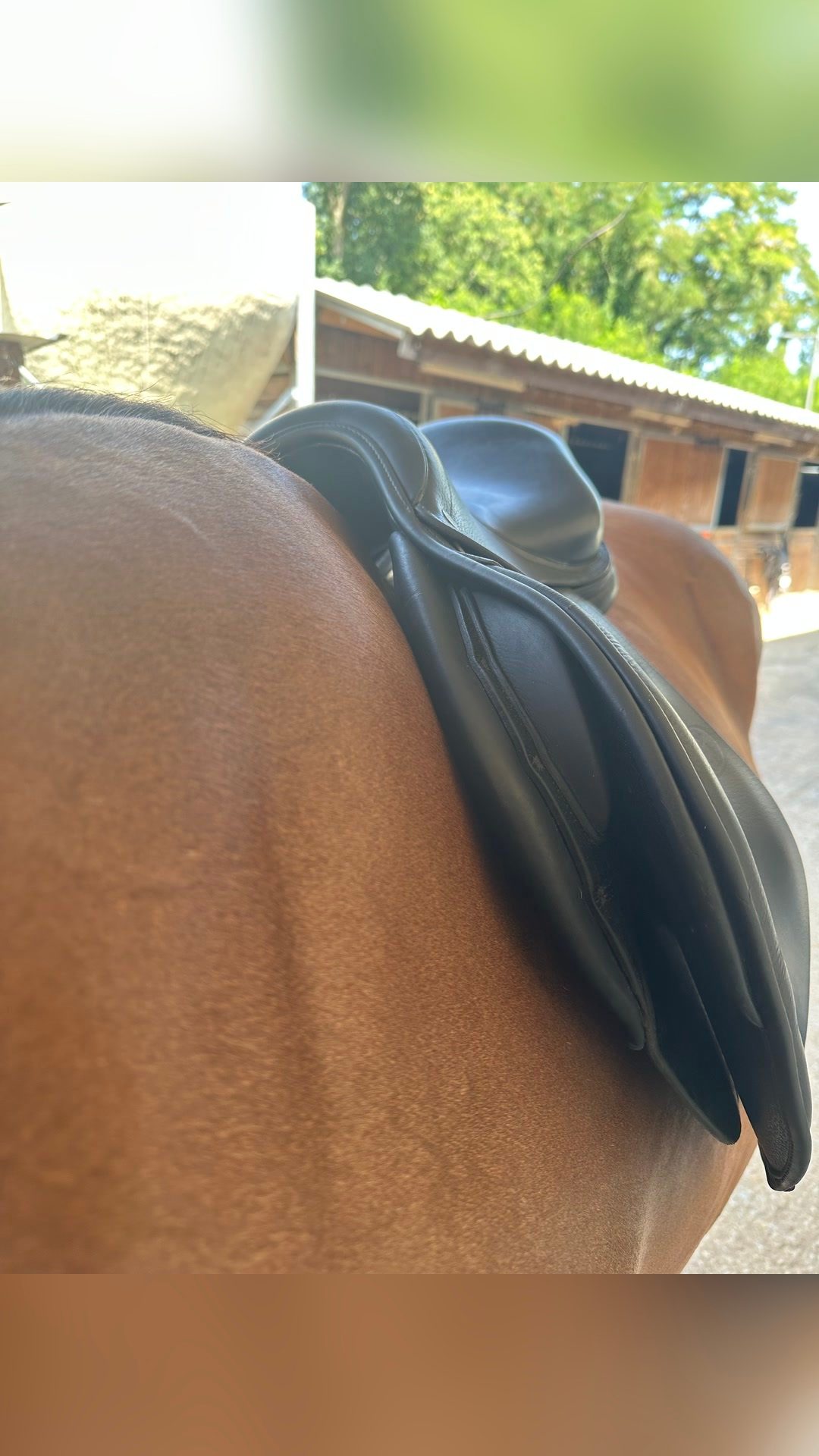 Selle Jumpin cuir noir, média 2