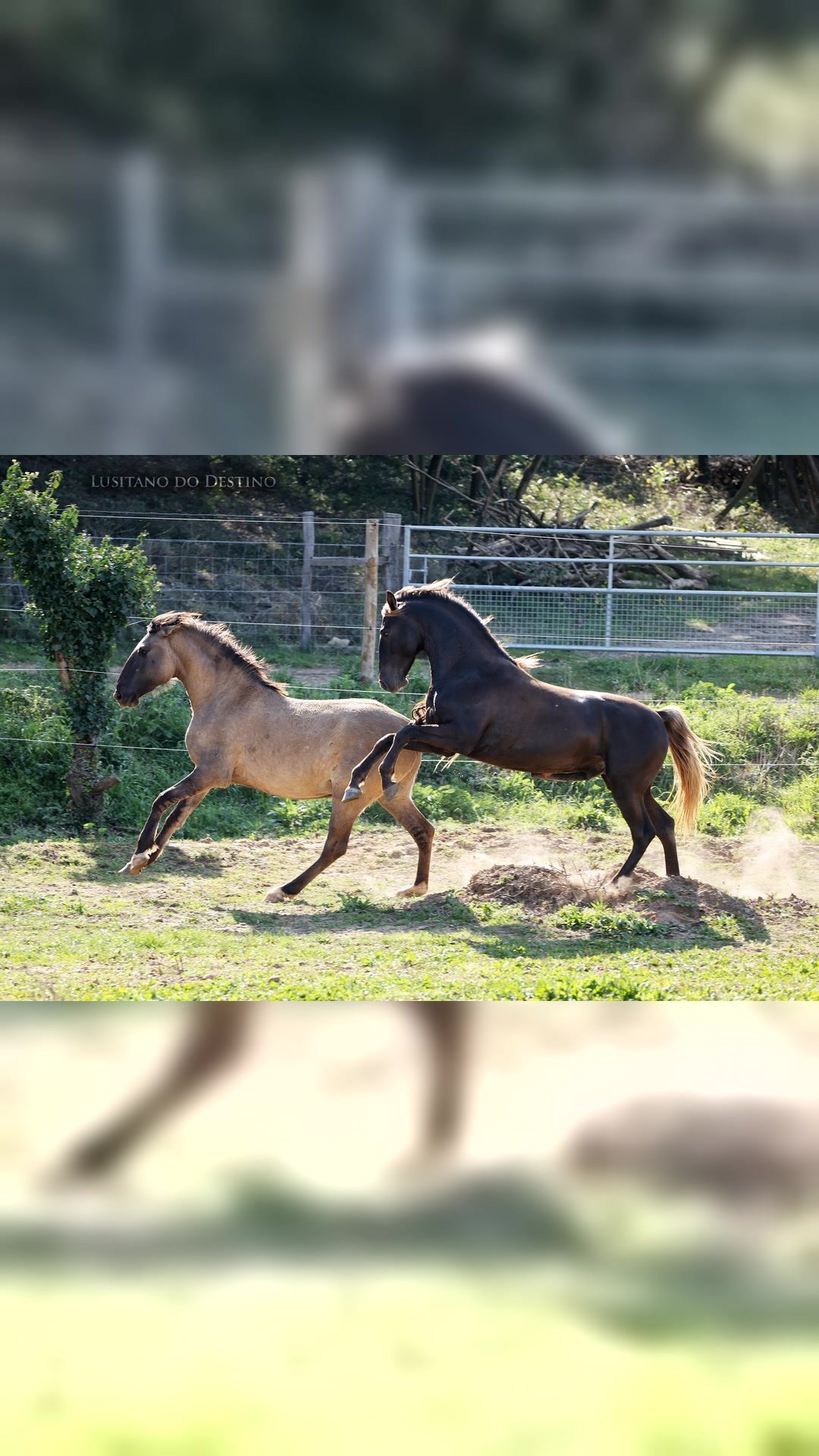 Elevage de chevaux Lusitaniens, média 2