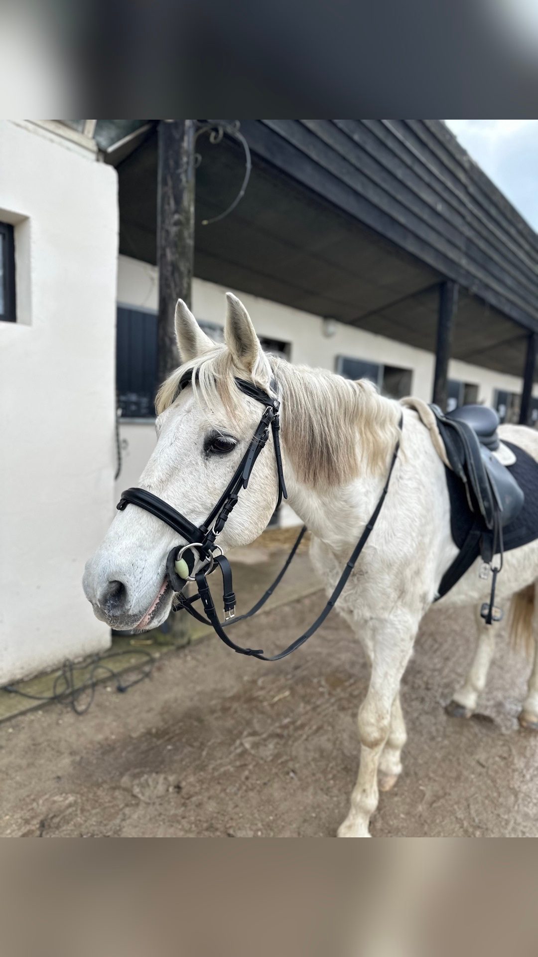 Bridon Euro Pull-back Canter, média 2