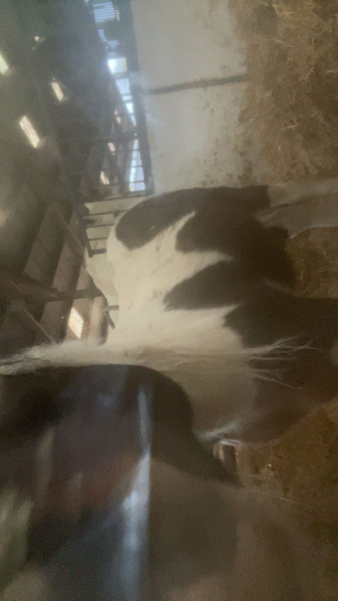 BAT, média 4