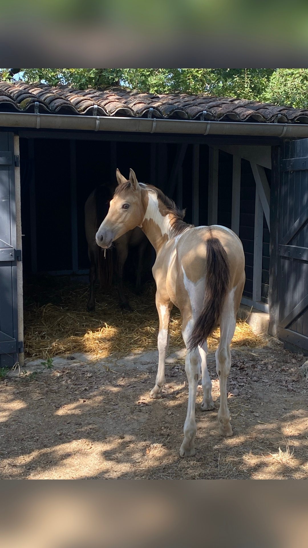 Pension pré. Chevaux tout âges, média 9