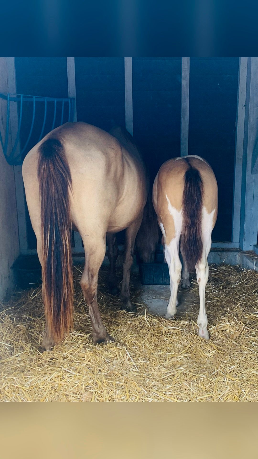 Pension pré. Chevaux tout âges, média 10