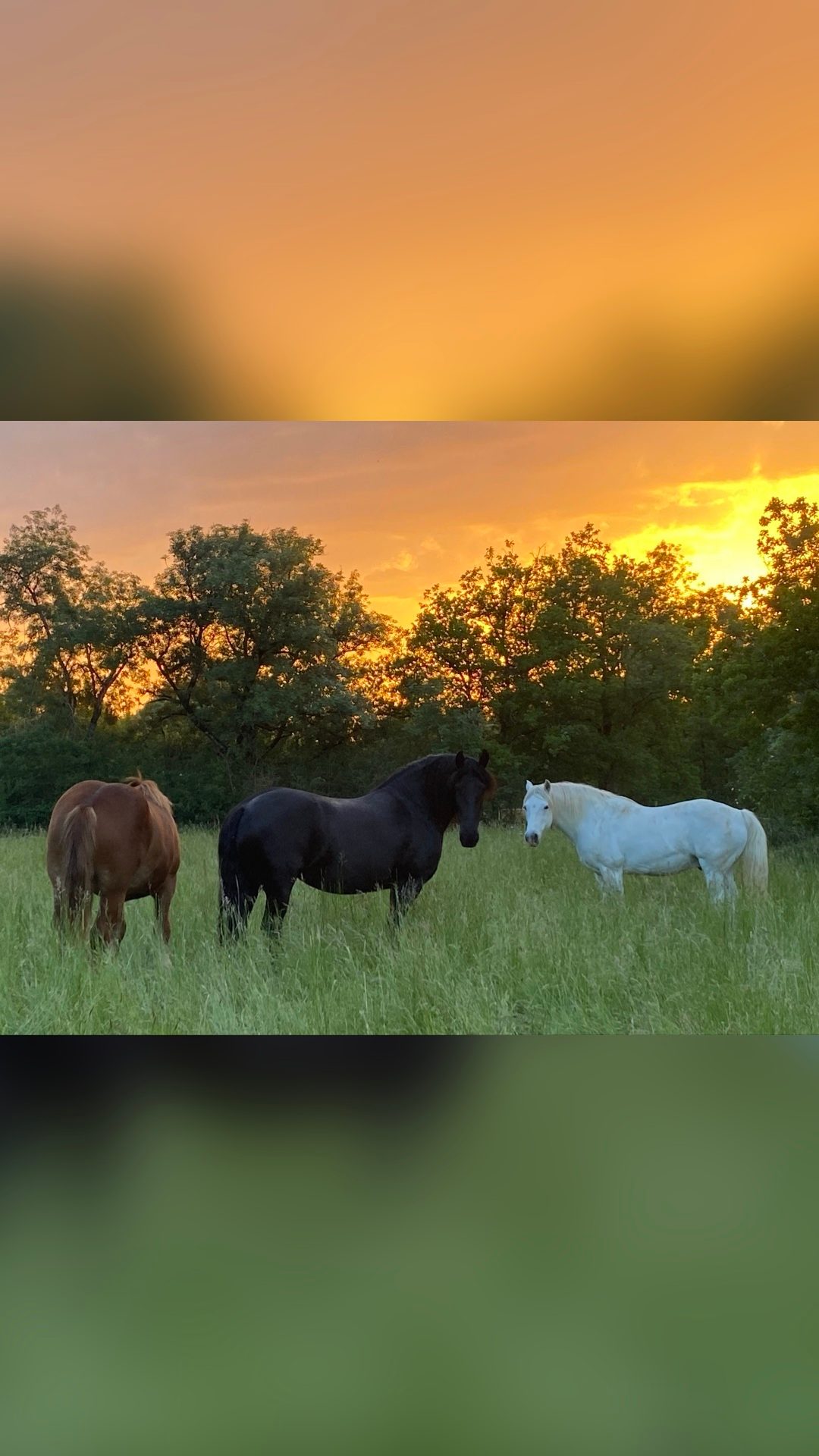 Pension pré. Chevaux tout âges, média 2