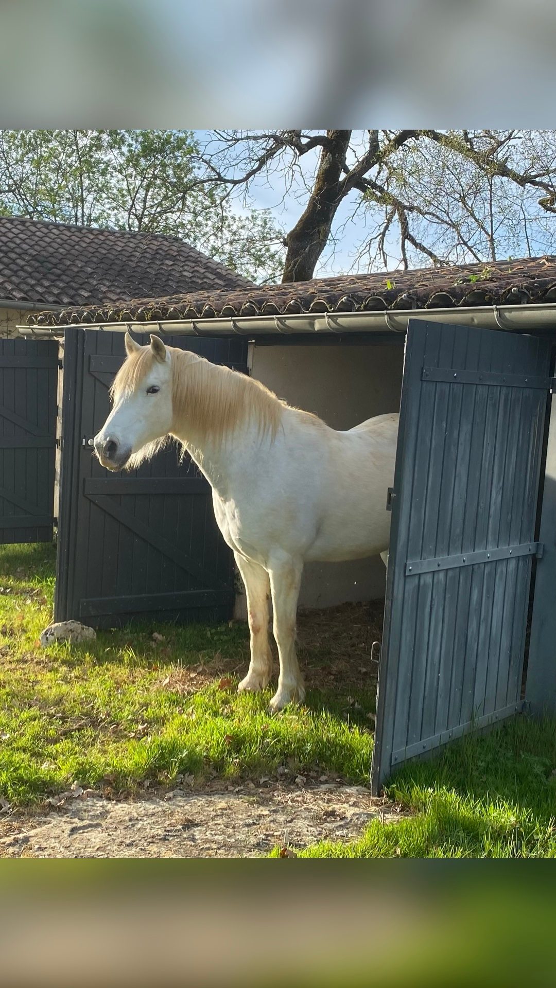 Pension pré. Chevaux tout âges, média 3