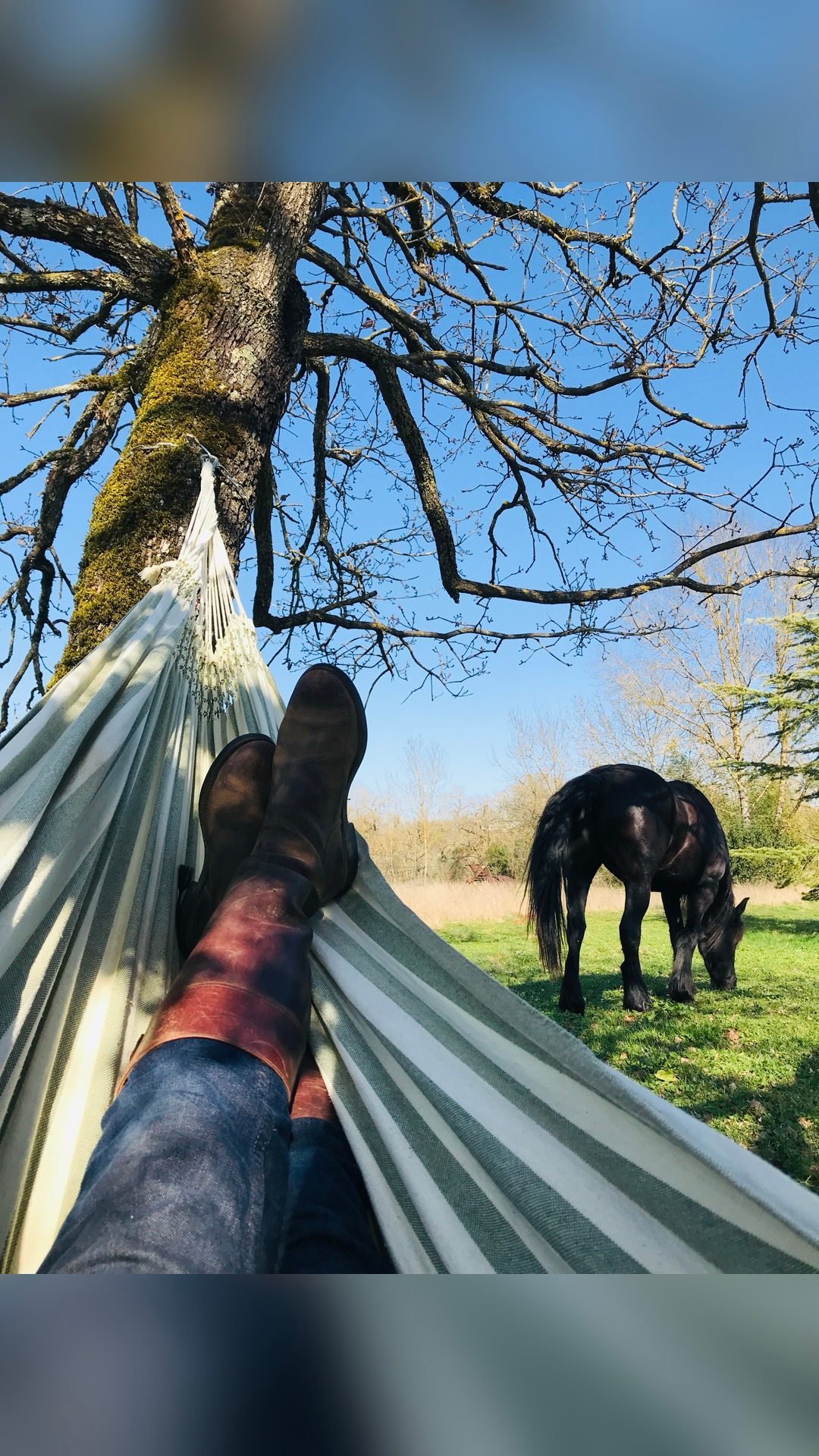 Pension pré. Chevaux tout âges, média 5
