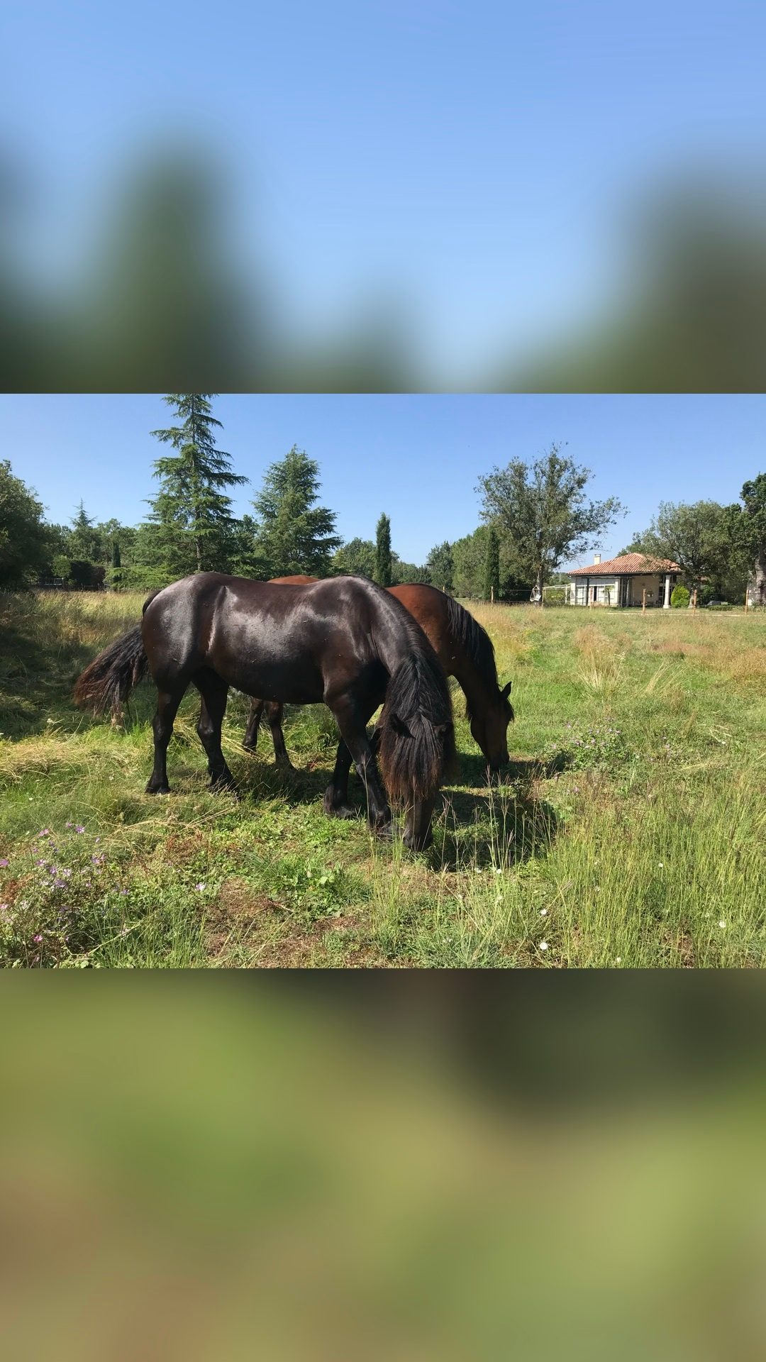 Pension pré. Chevaux tout âges, média 6