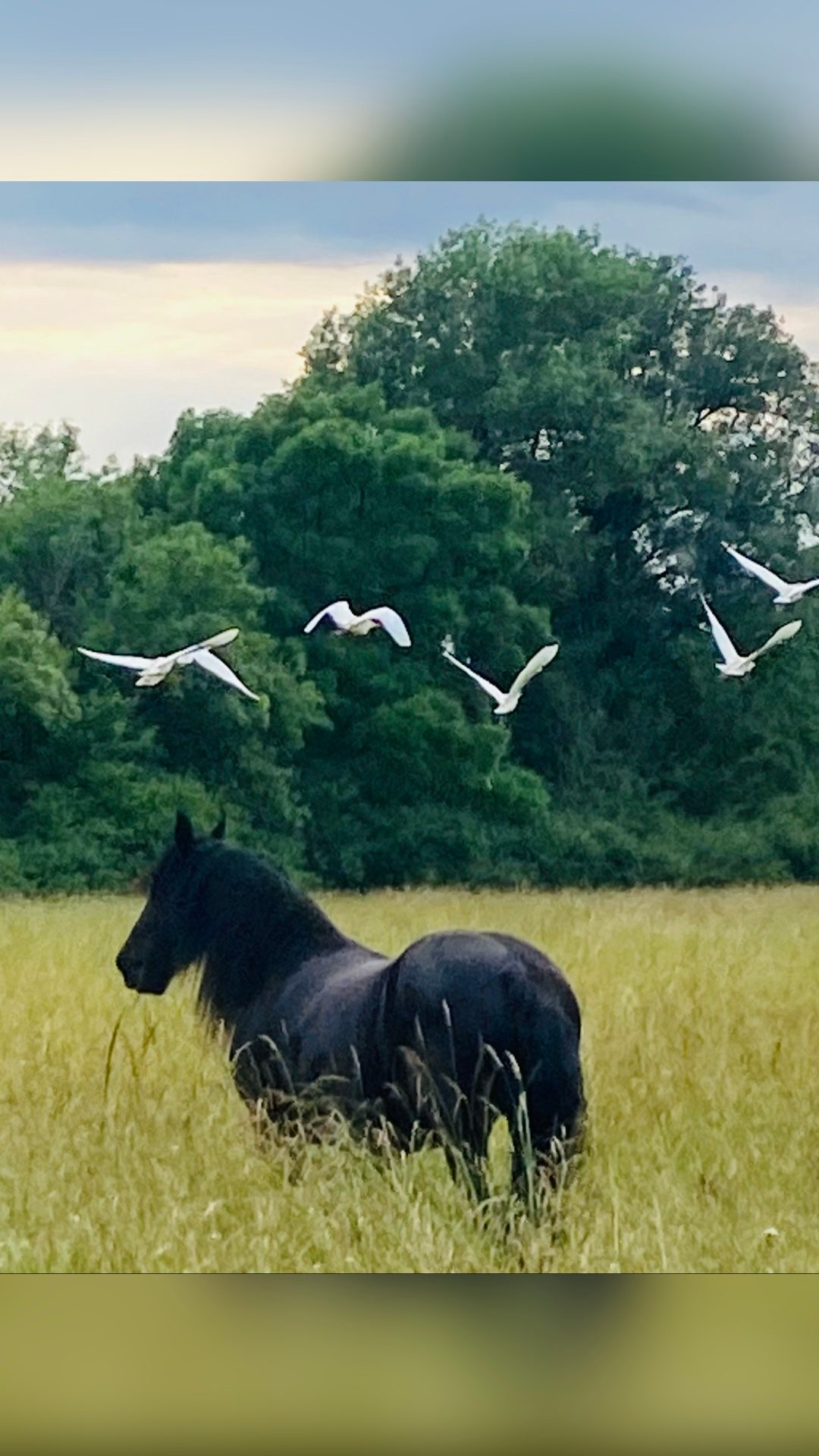 Pension pré. Chevaux tout âges, média 7