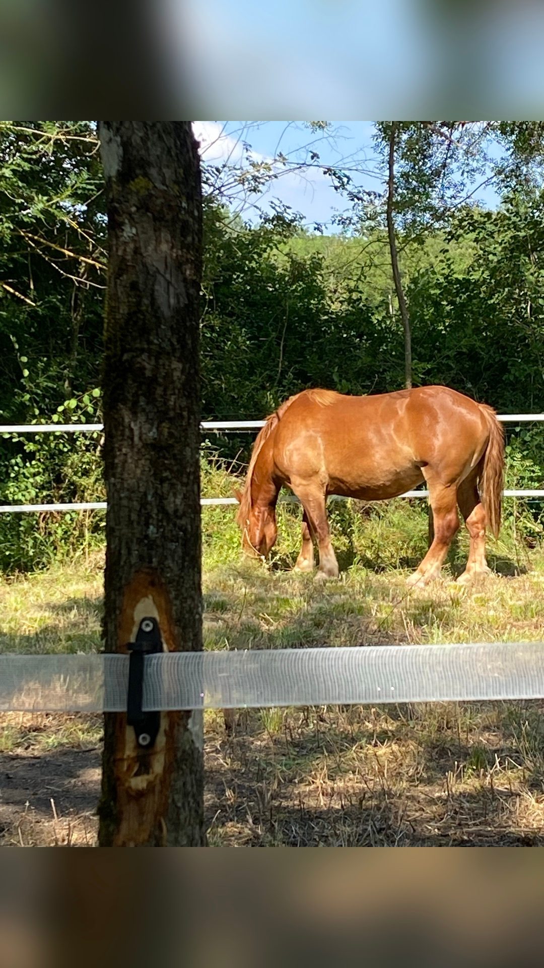 Pension pré. Chevaux tout âges, média 8