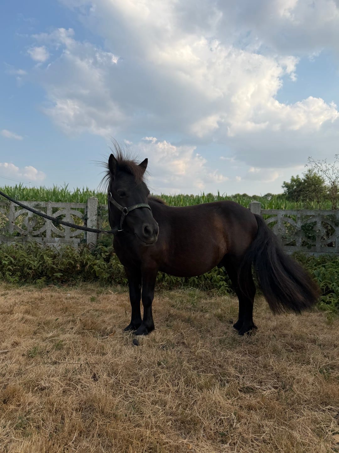 OGALOP, média 2