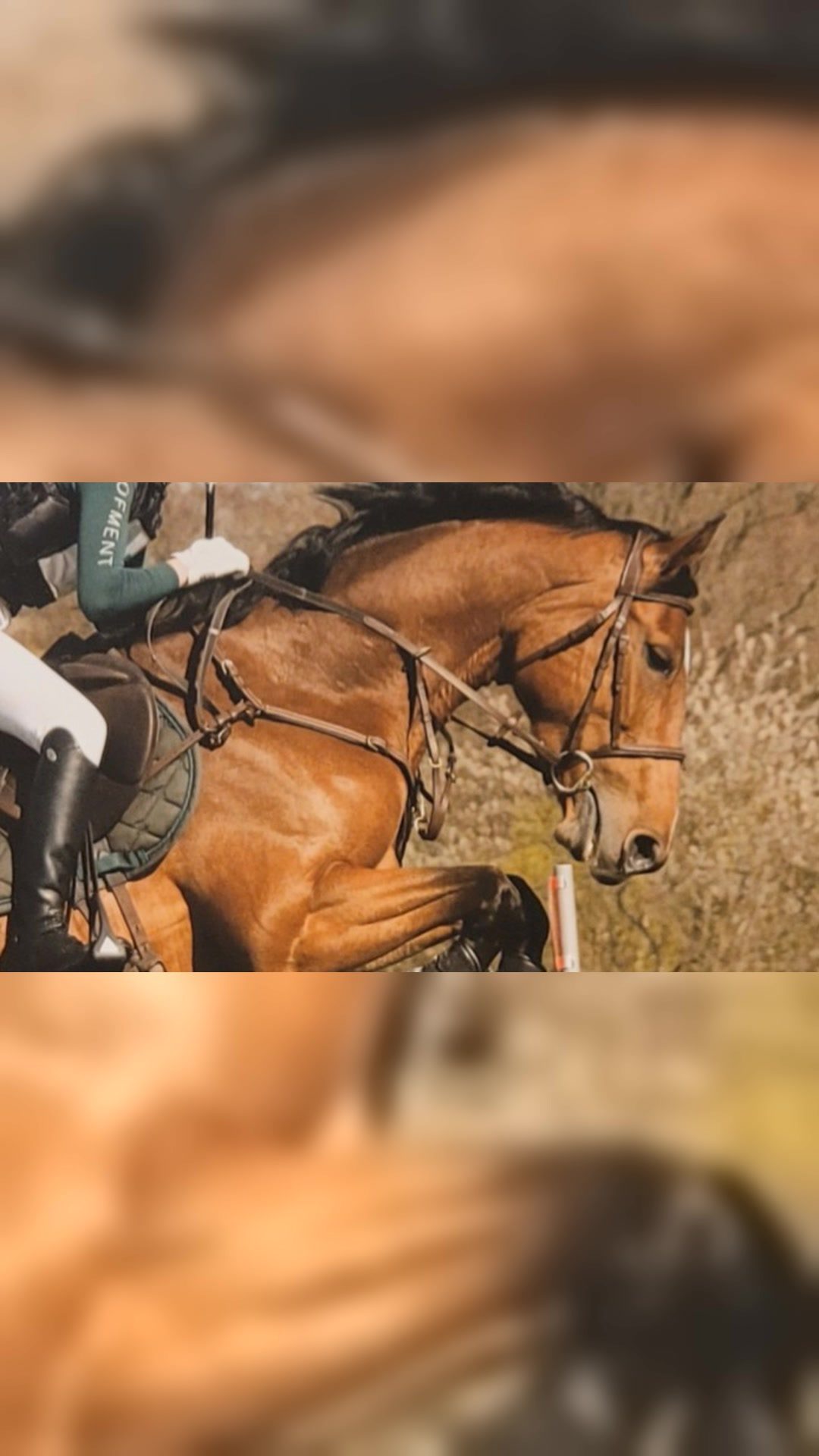 Collier de chasse HFI - FULL - Marron, média 2