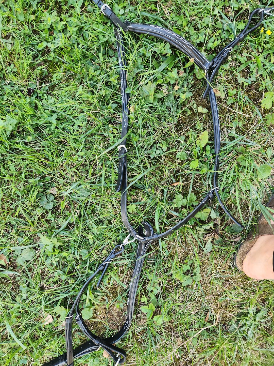 Collier de chasse, média 2