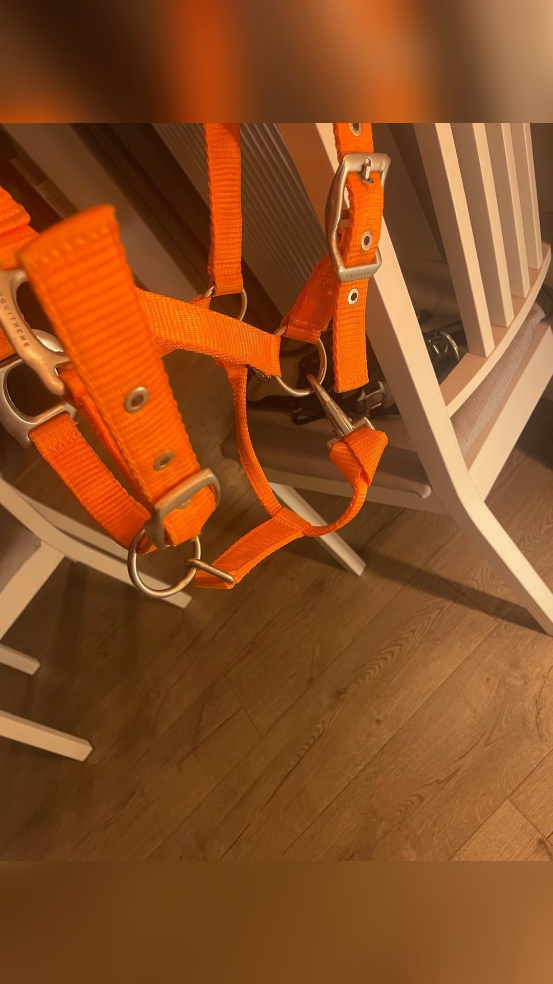 Licol orange, média 6