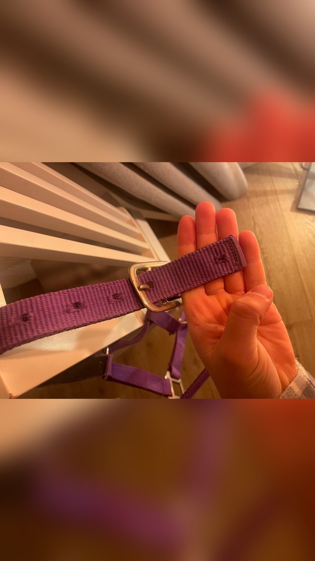 Licol violet, média 3