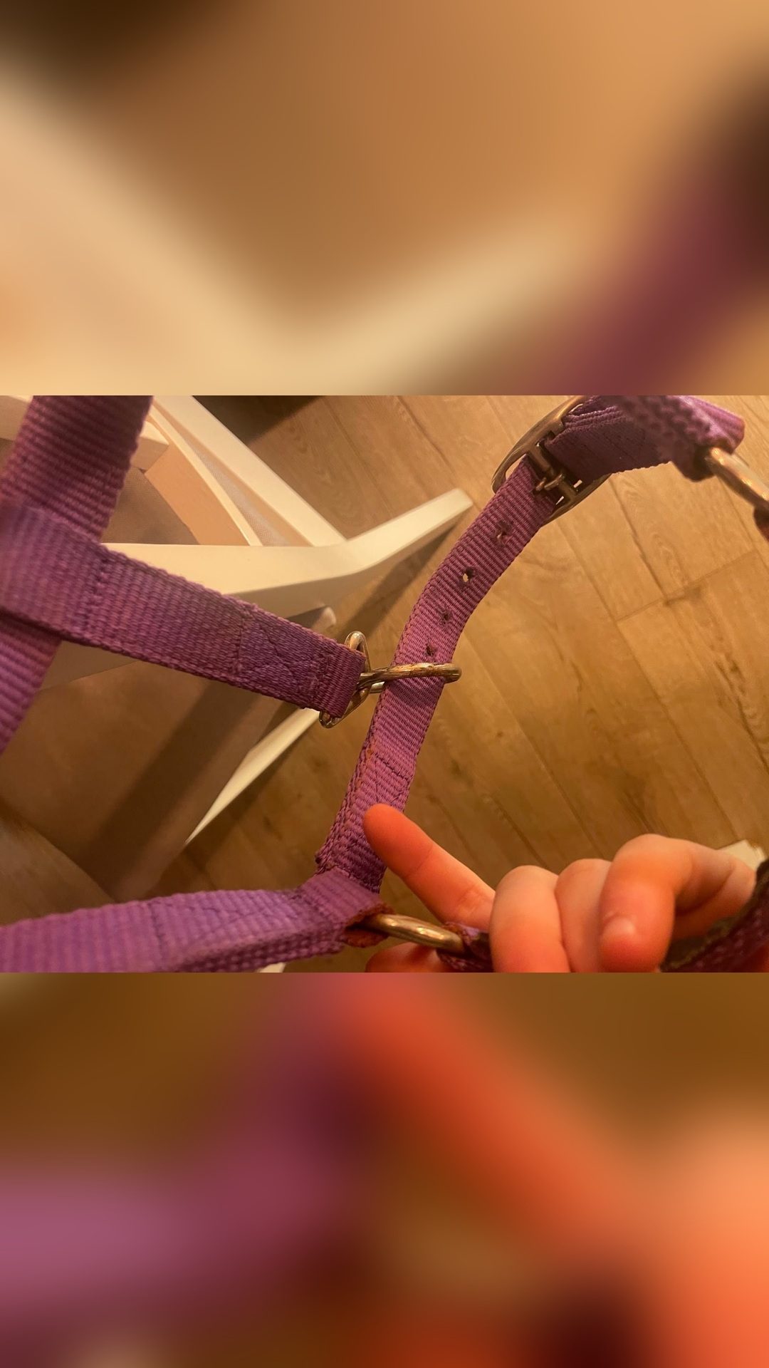 Licol violet, média 5