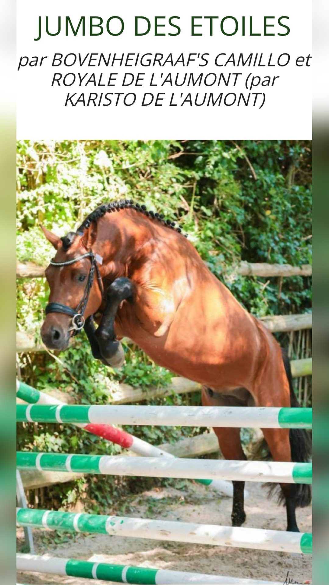 NYMPHEA DES BORDEAUX, média 6