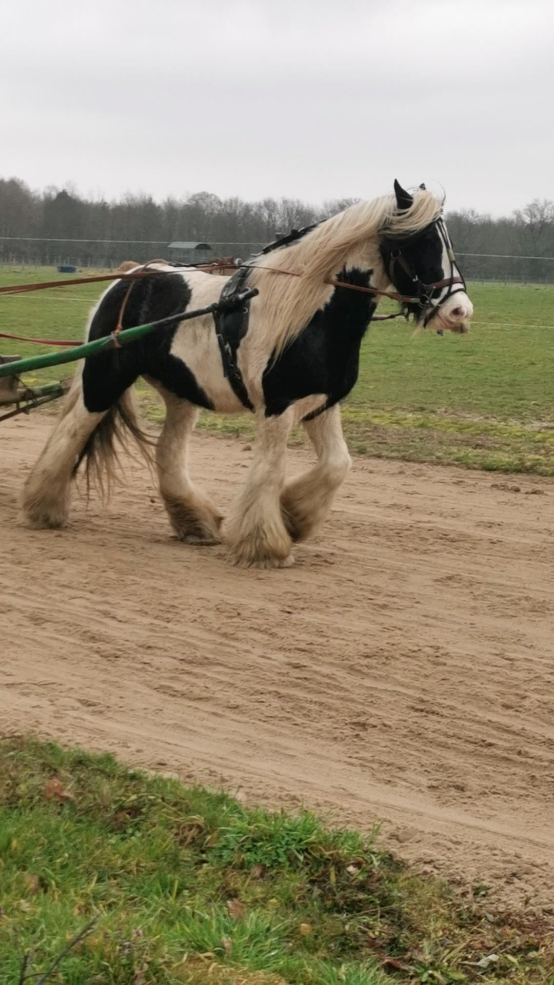 LUKE BOB II (IRL), média 2