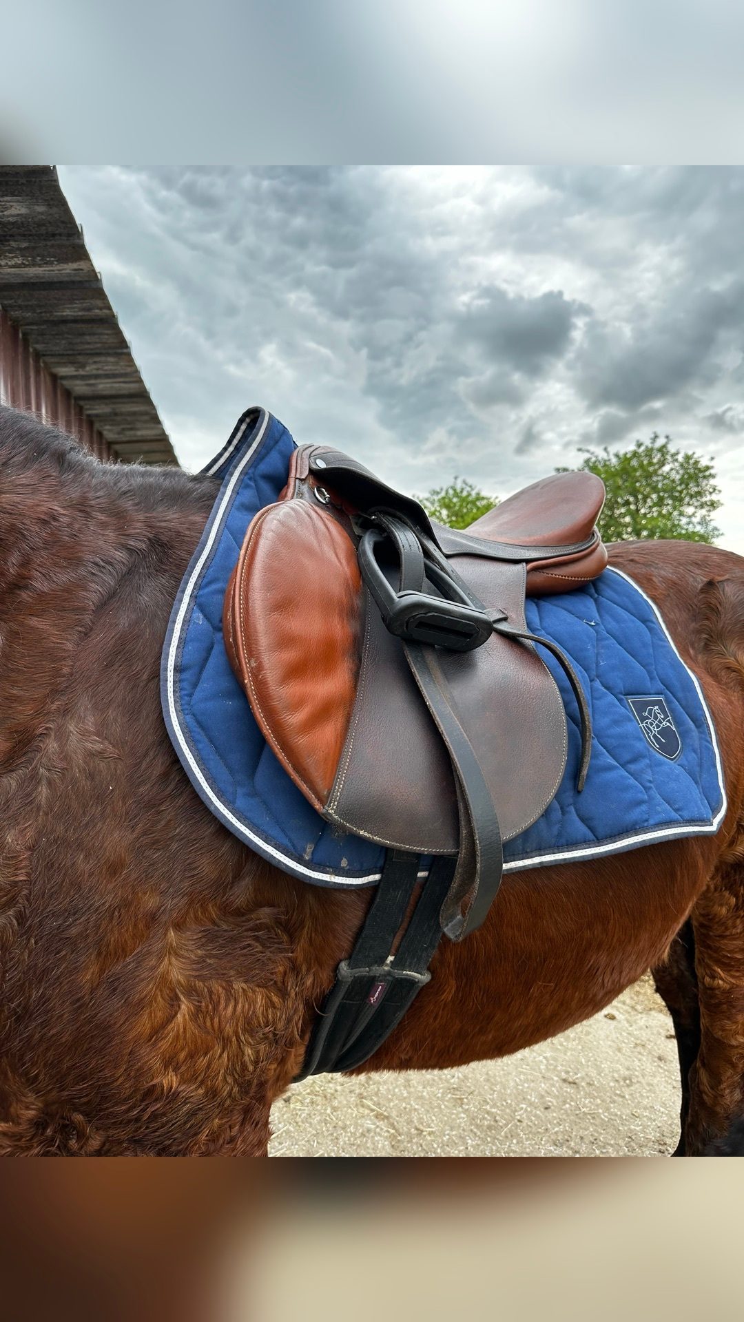 Selle tout équipée (sangle/étrier/étrivière/couvre selle), média 10