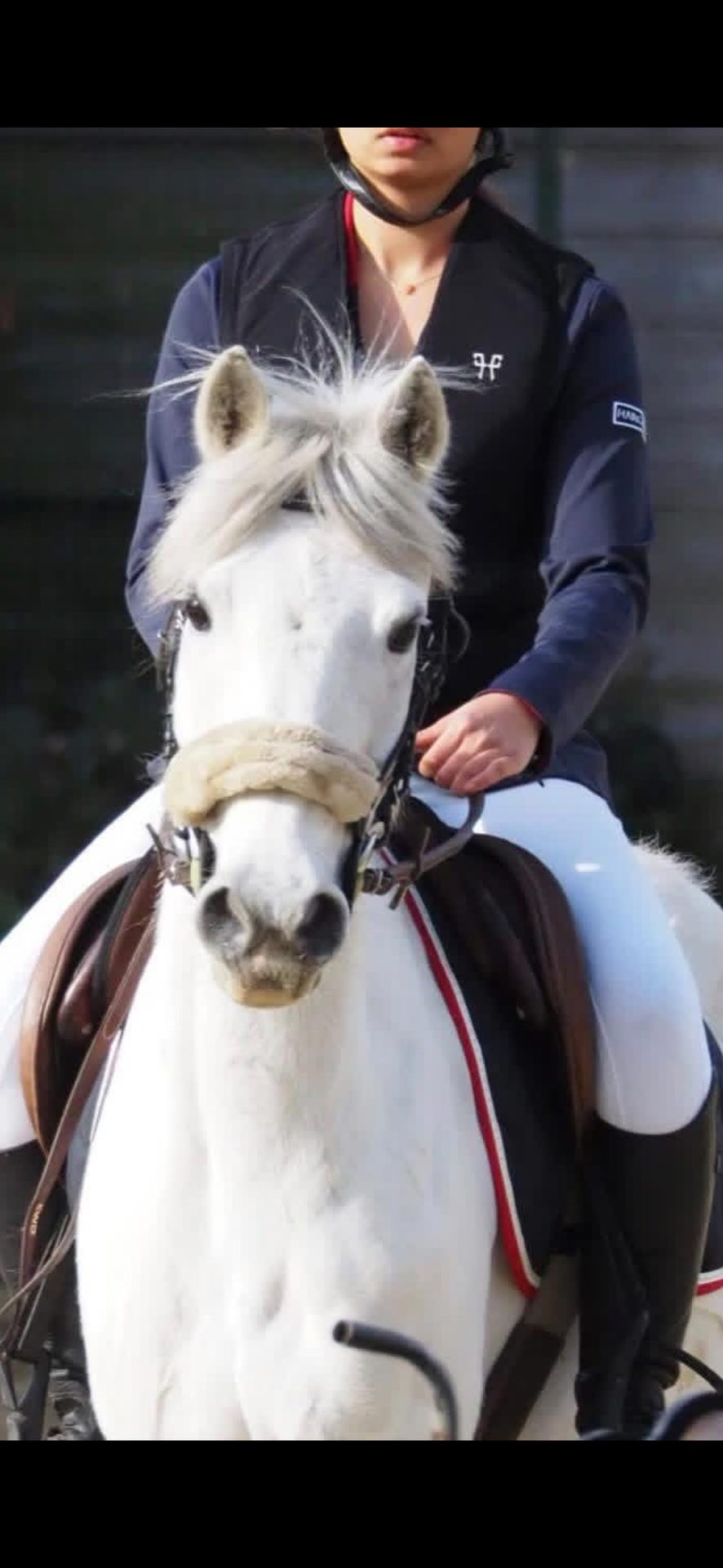 🐴 Airbag Horse Pilot à vendre, média 5
