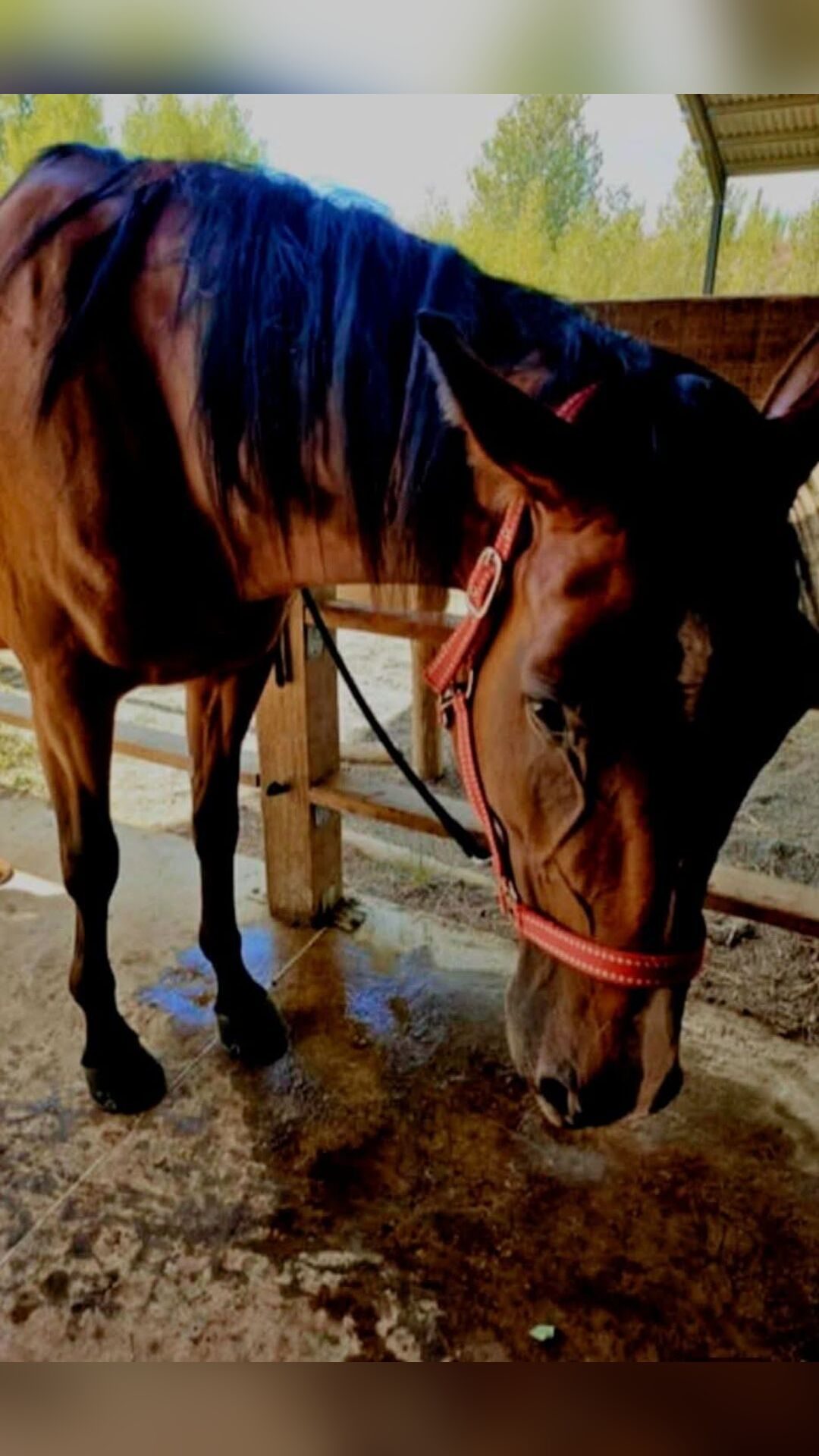 ISIS DE BENAC 1'20"2 (MEL4H), média 9