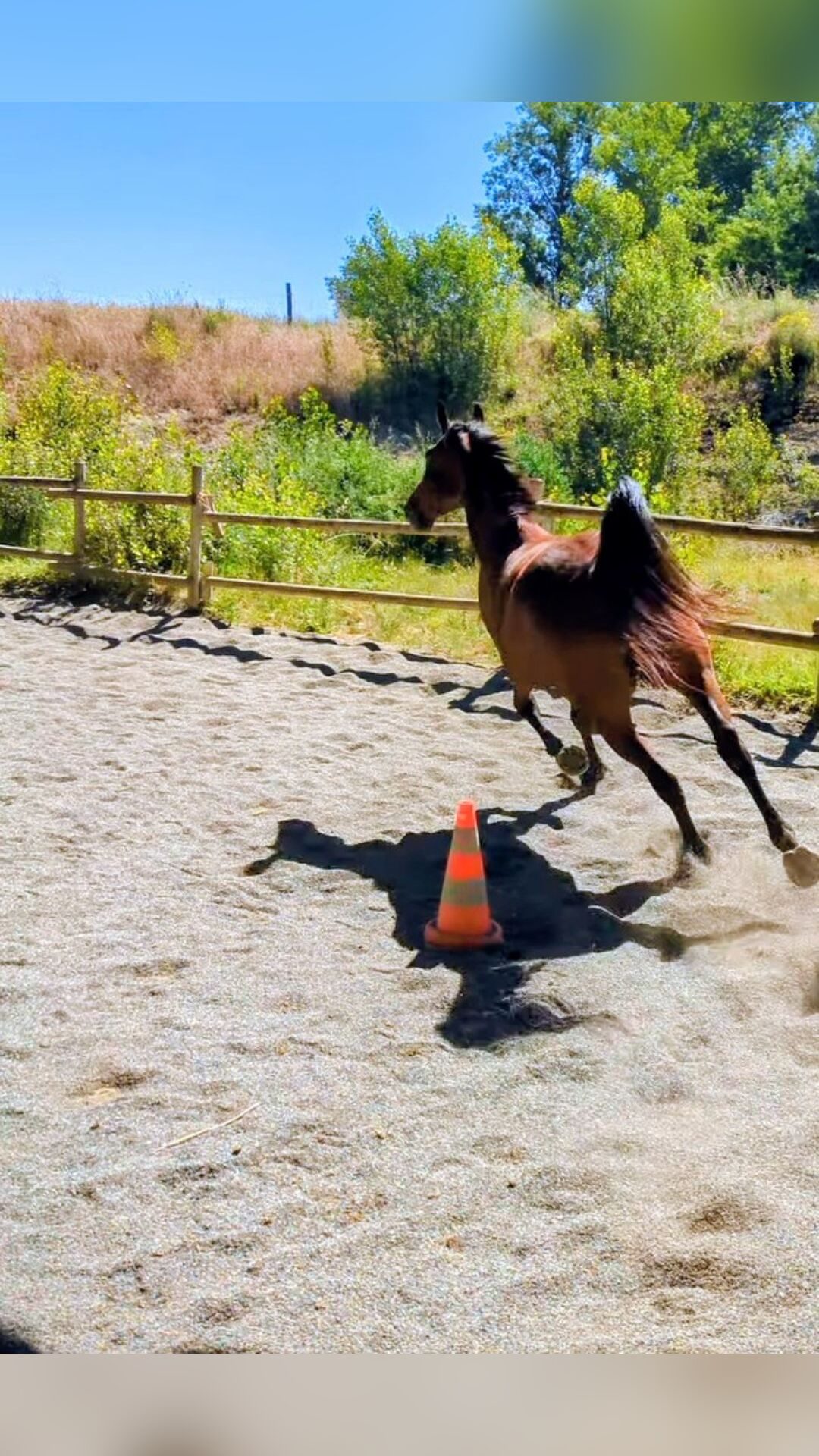 ISIS DE BENAC 1'20"2 (MEL4H), média 12