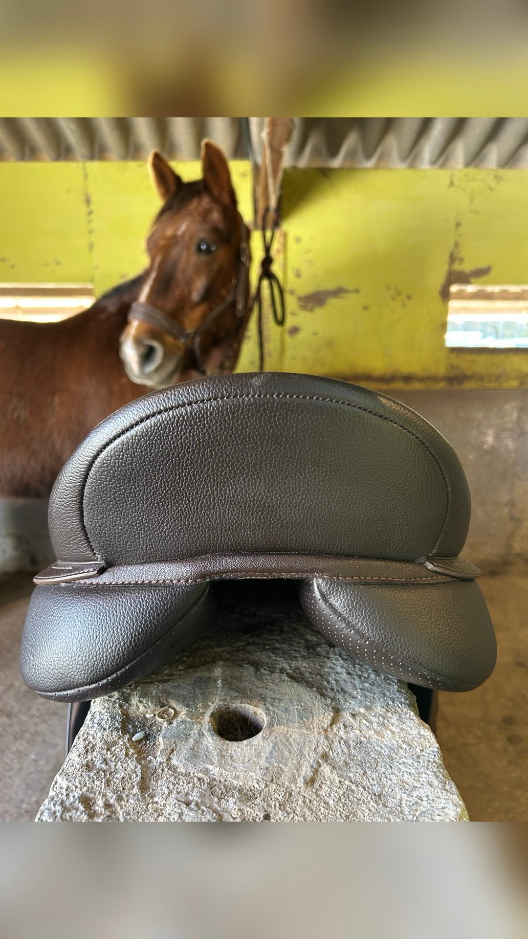 Selle Wintec, média 5