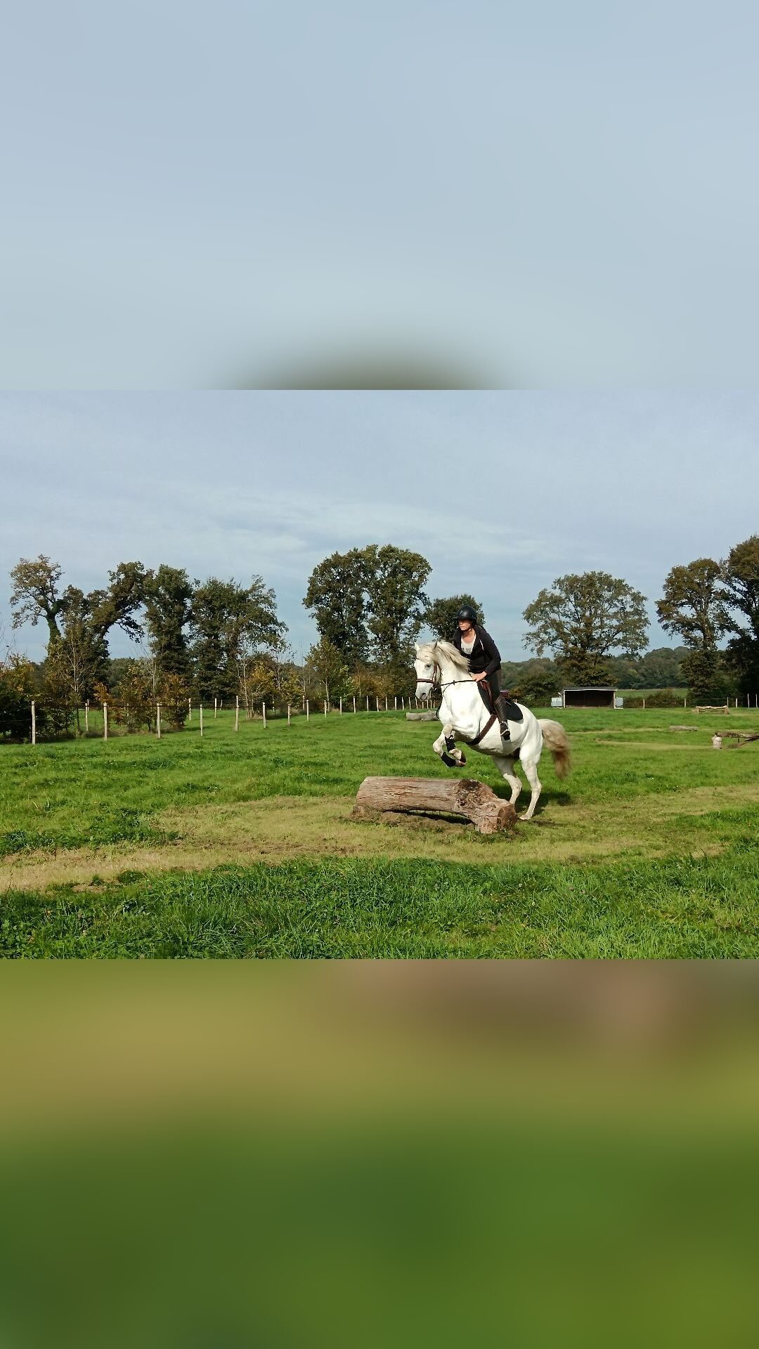 Pension pour chevaux, média 5