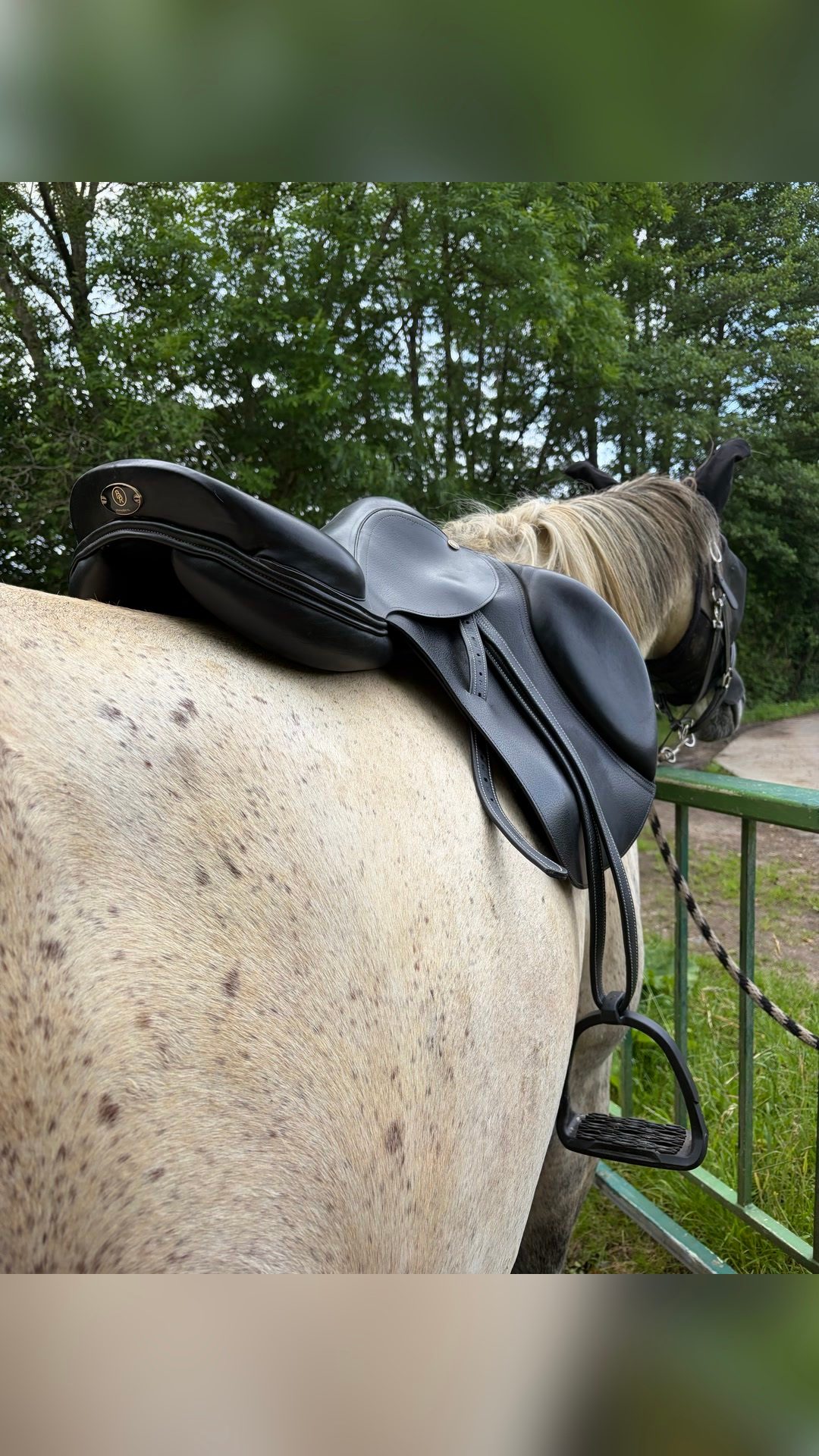 Selle BR, média 5