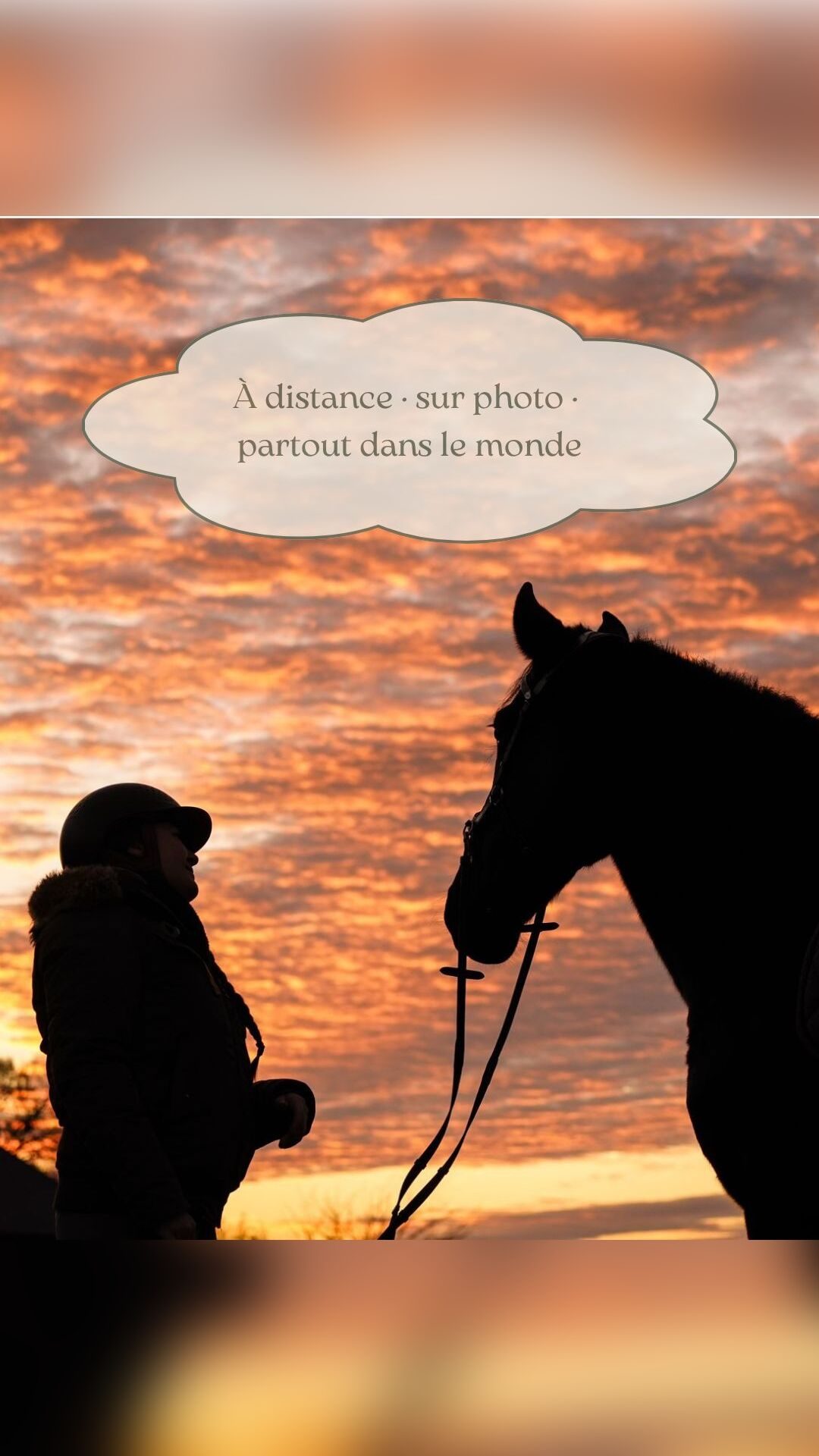 Communication Animale à distance, média 2