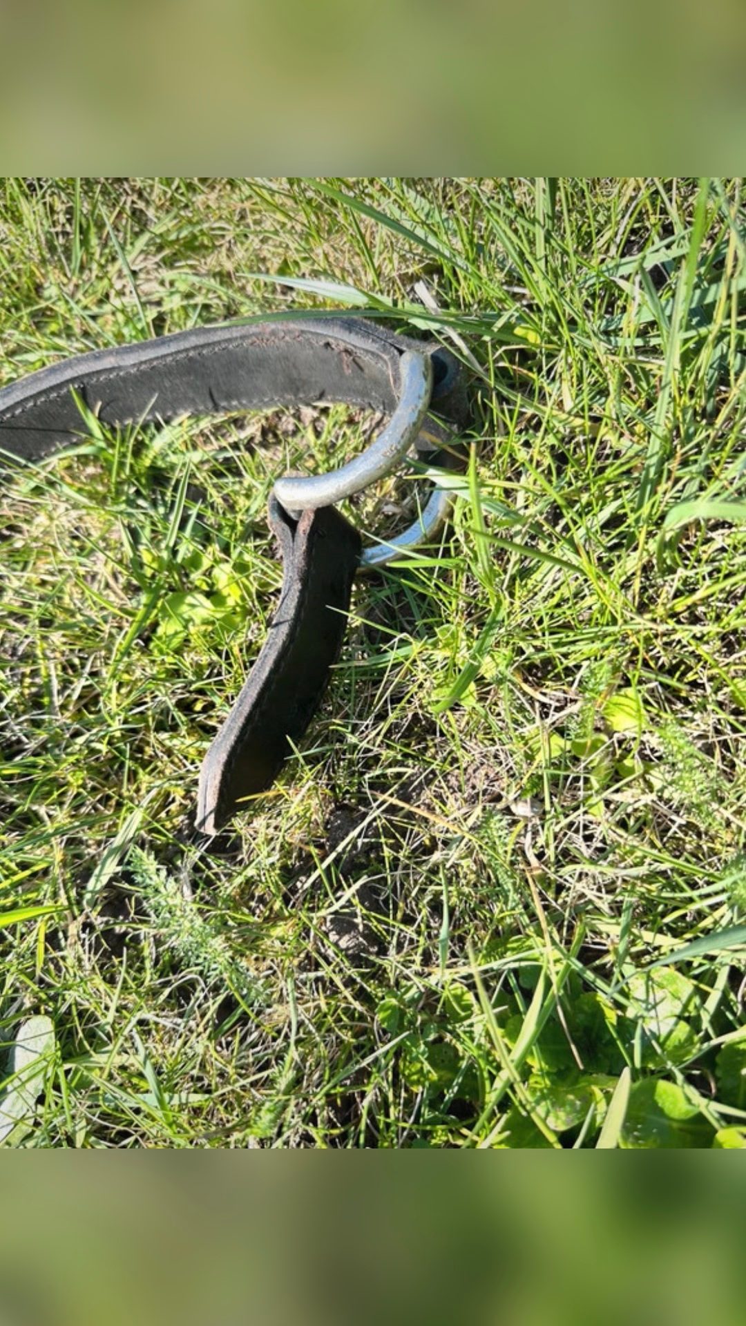 Trait d’attelage pour poney, média 3