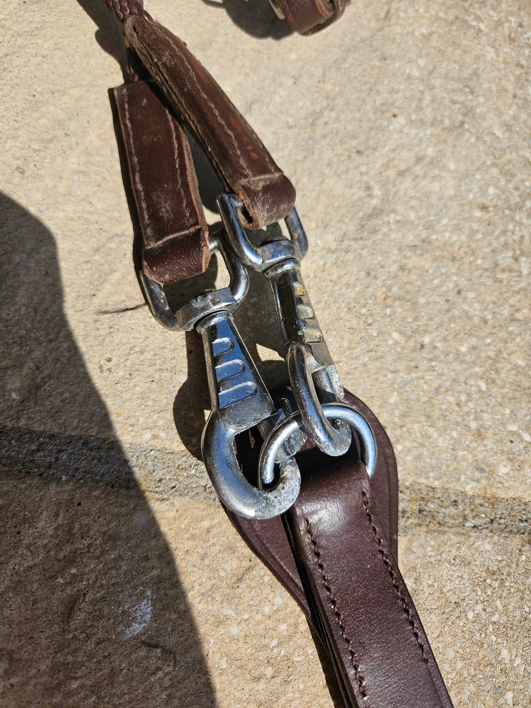 Rennes allemandes taille cheval, média 3