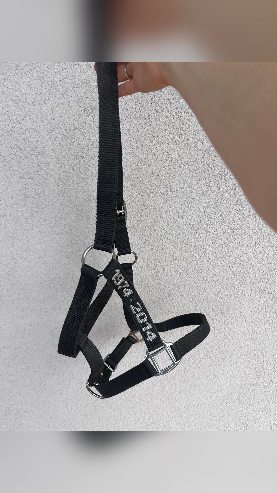 Licol PADD gris, média 5