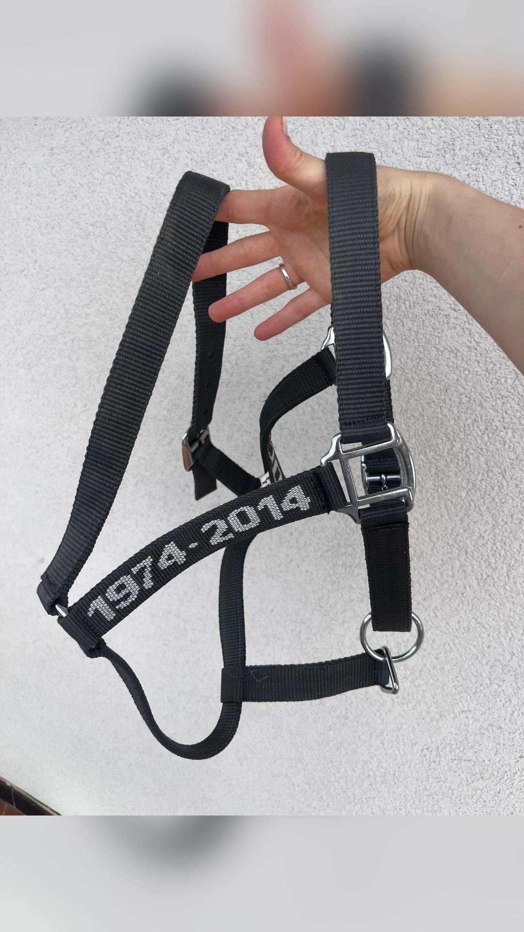 Licol PADD gris, média 3