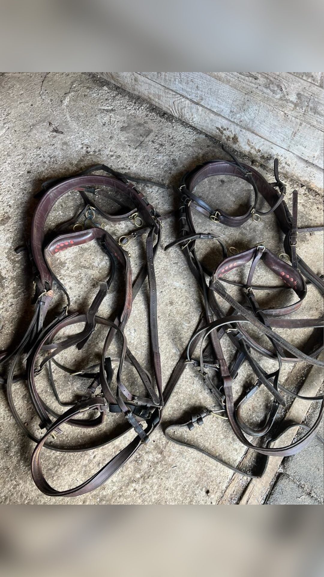 HARNAIS D'ATTELAGE EN PAIRE, média 2