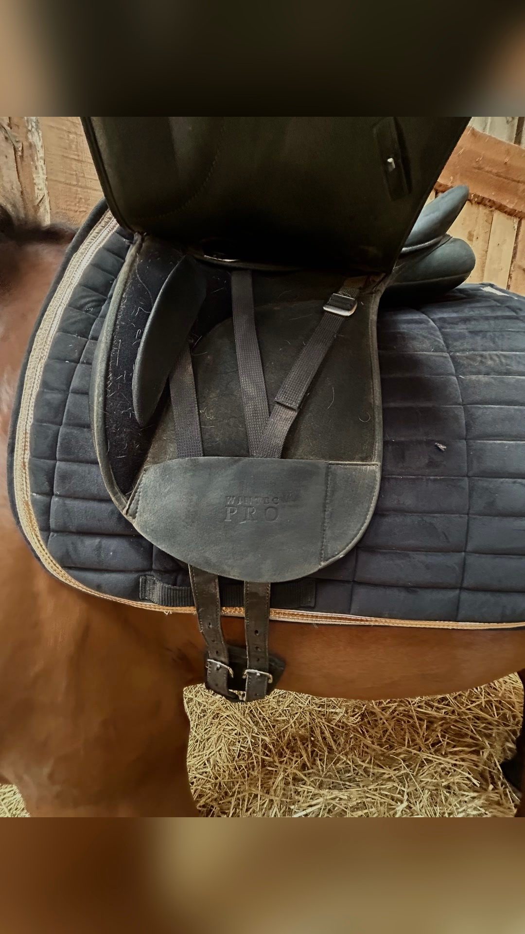 Selle dressage, média 3