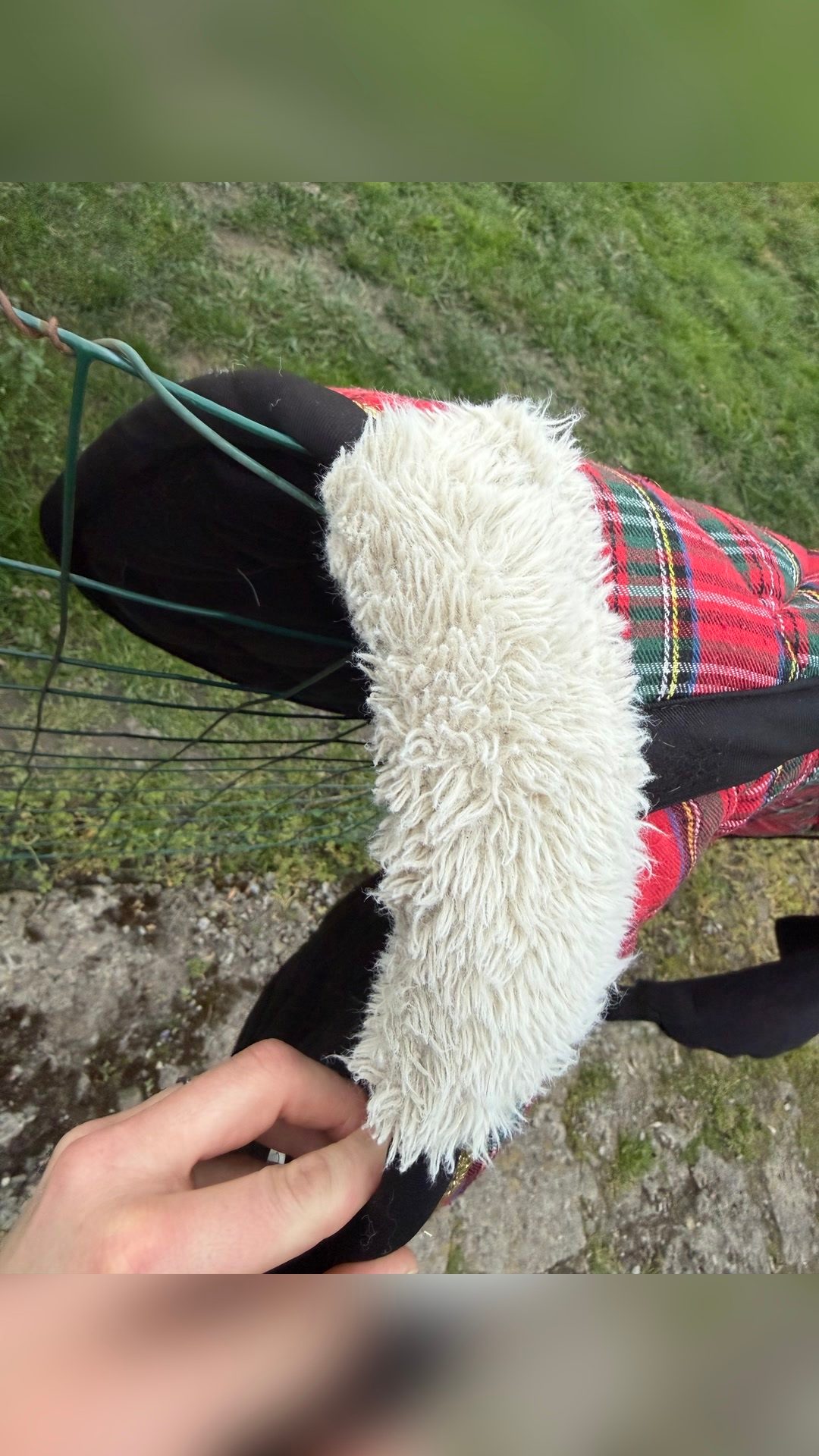 Tapis écossais rouge, média 4