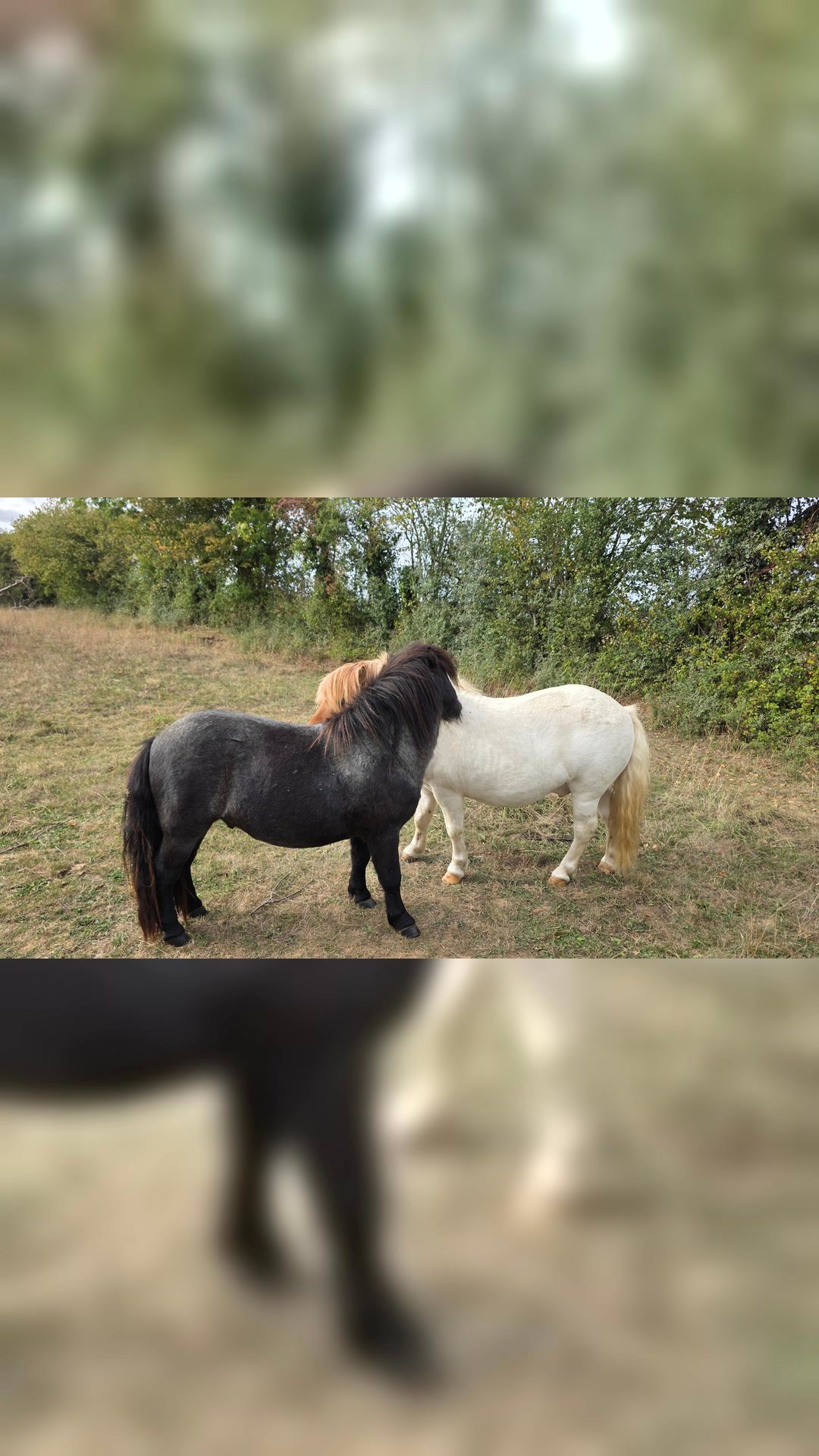 OREO DES CHARMES, média 2