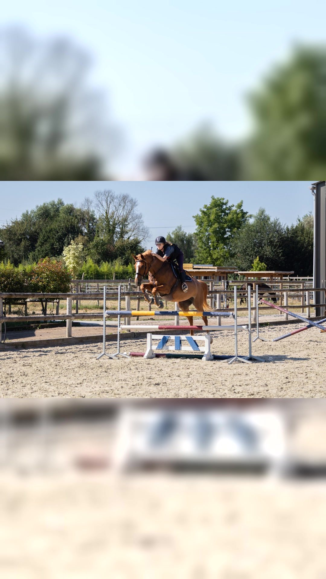 Travail du cheval, média 7