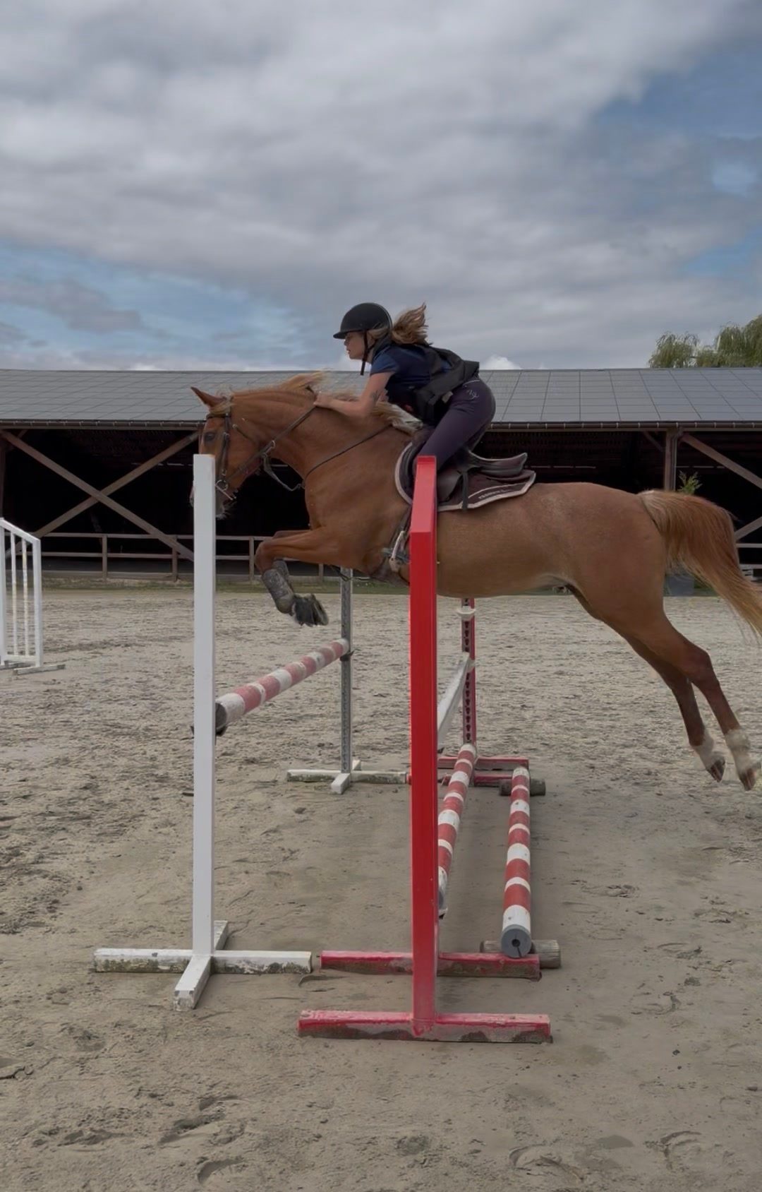 Travail du cheval, média 8