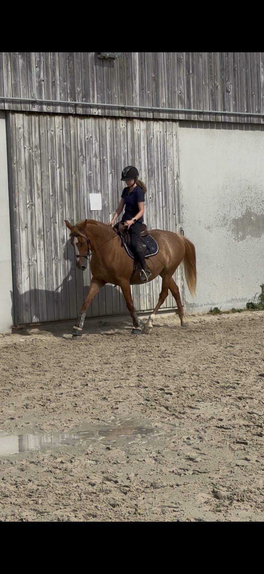 Travail du cheval, média 9