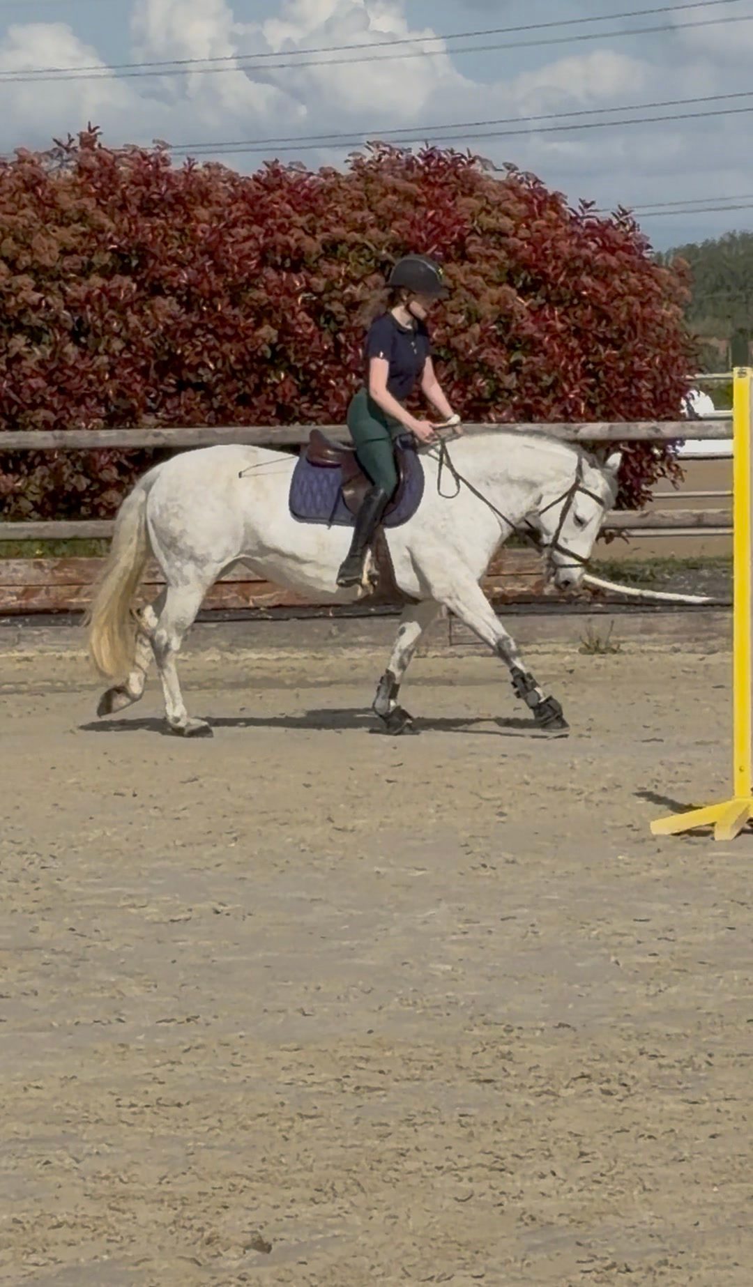 Travail du cheval, média 5