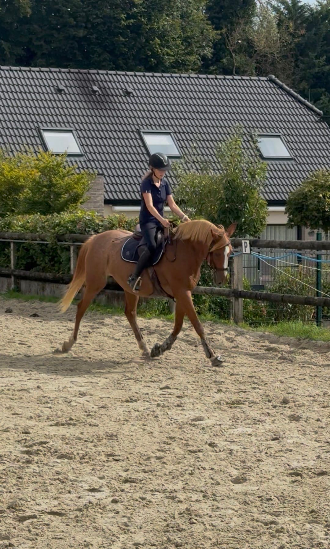 Travail du cheval, média 10