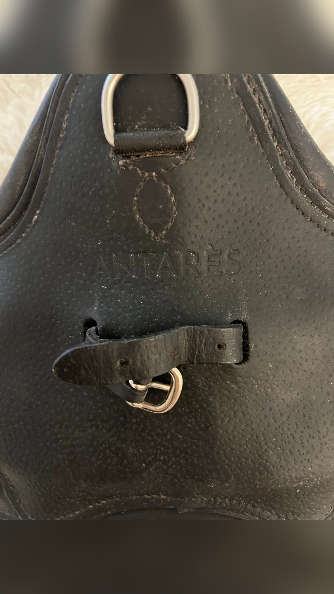 Sangle Antares pour selle de dressage, média 2