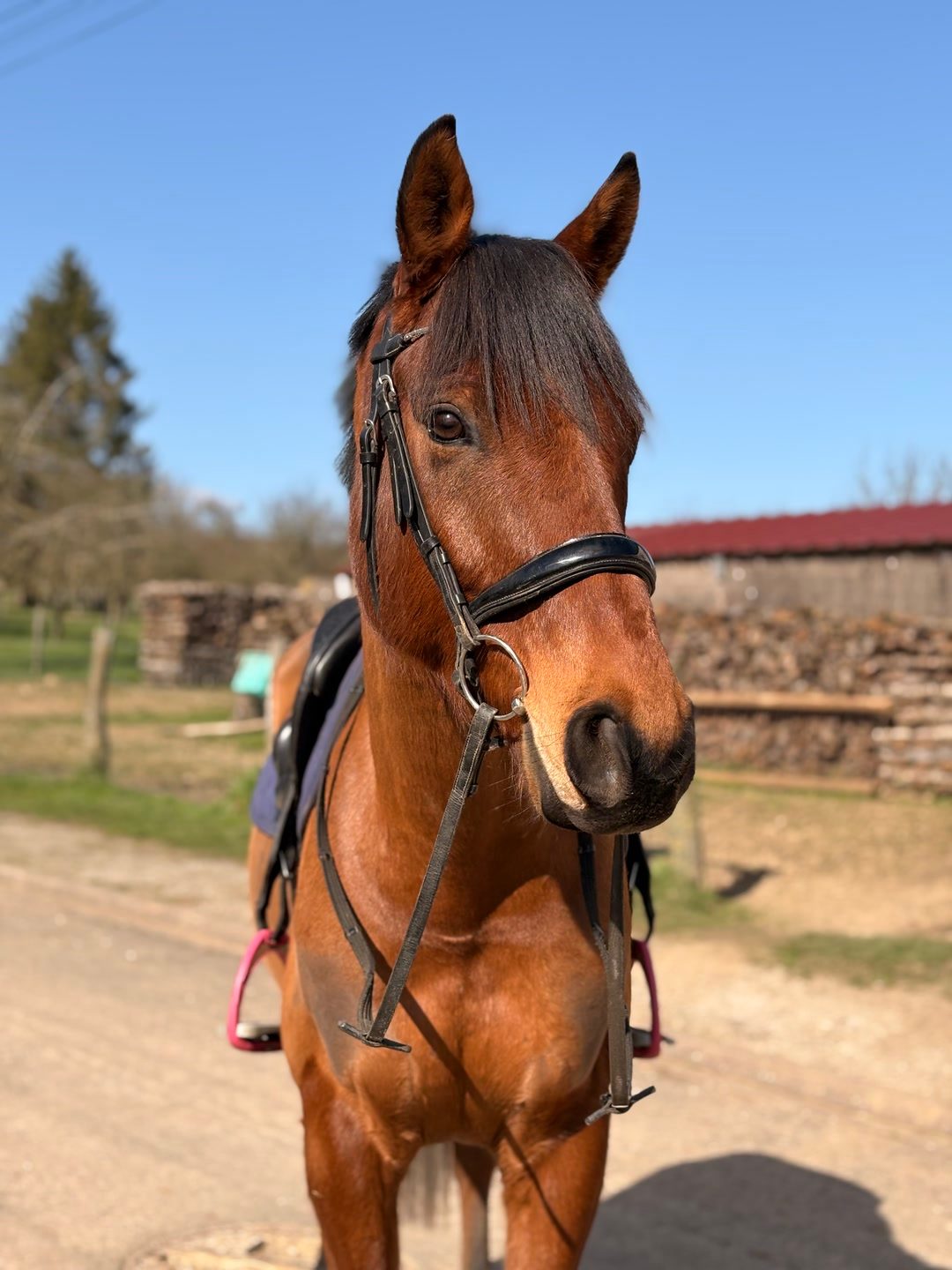 KAUTO KAOLINO, média 4