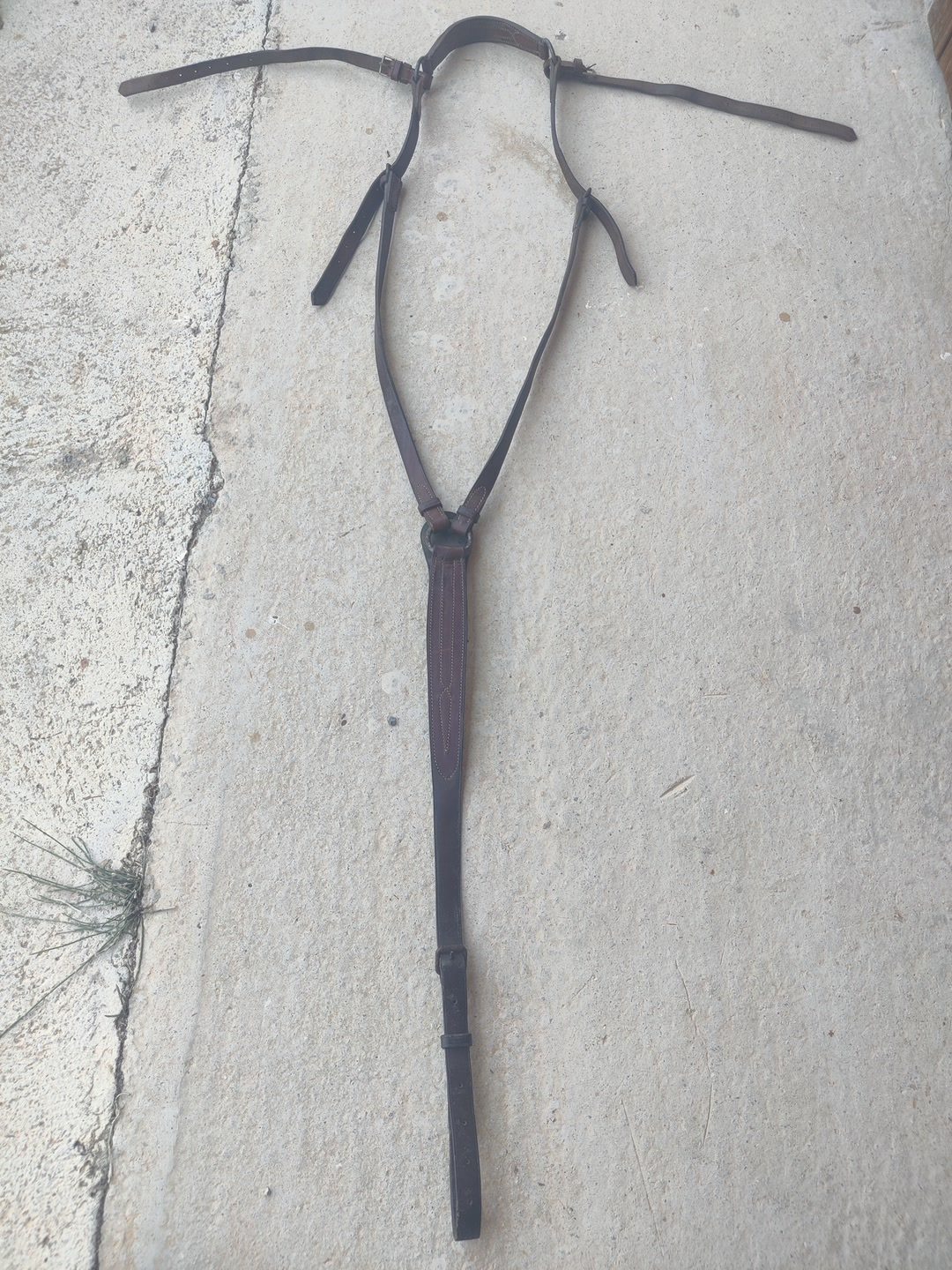 Colier de chasse marron, média 2