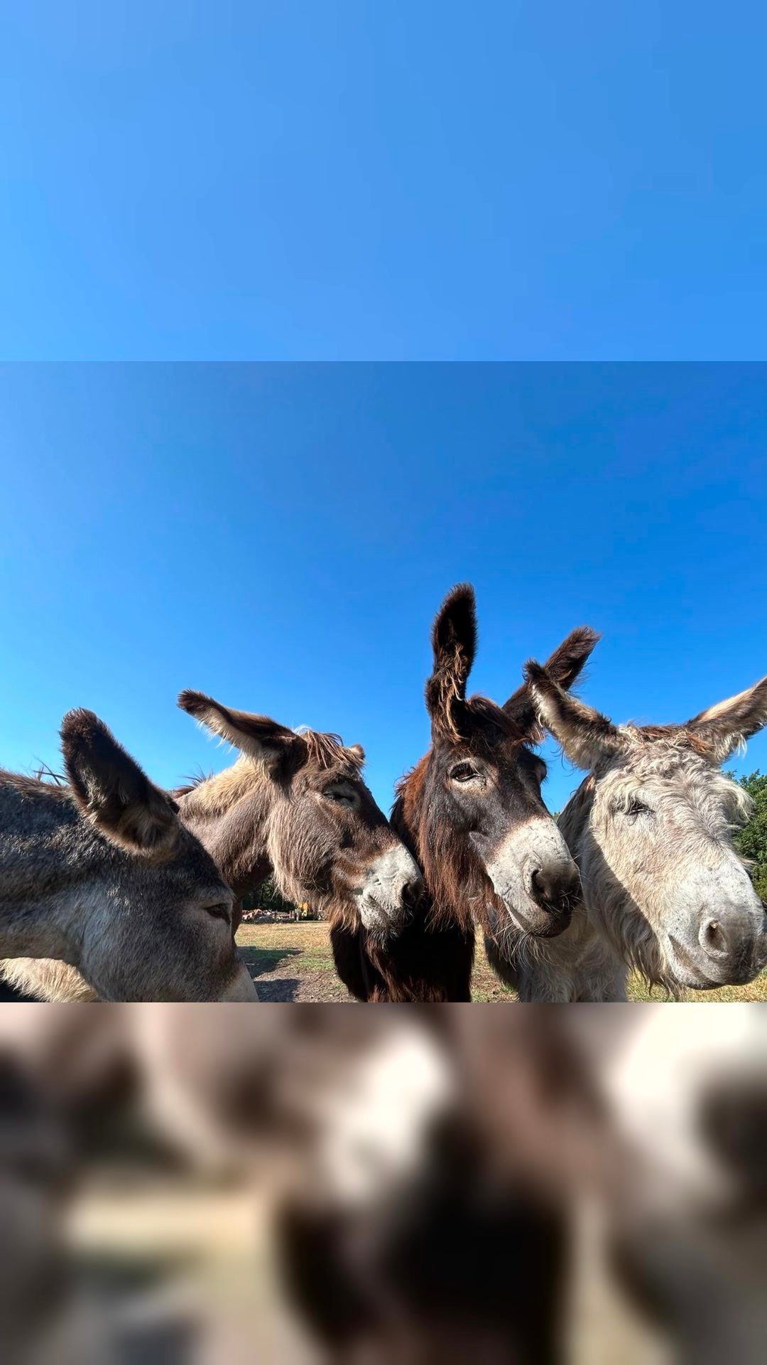Colocation + pension pour cheval dans le Sud-Ouest — à partir de novembre, média 3