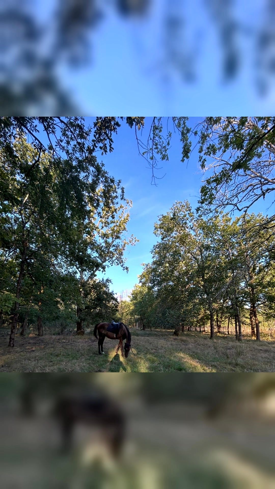 Colocation + pension pour cheval dans le Sud-Ouest — à partir de novembre, média 4