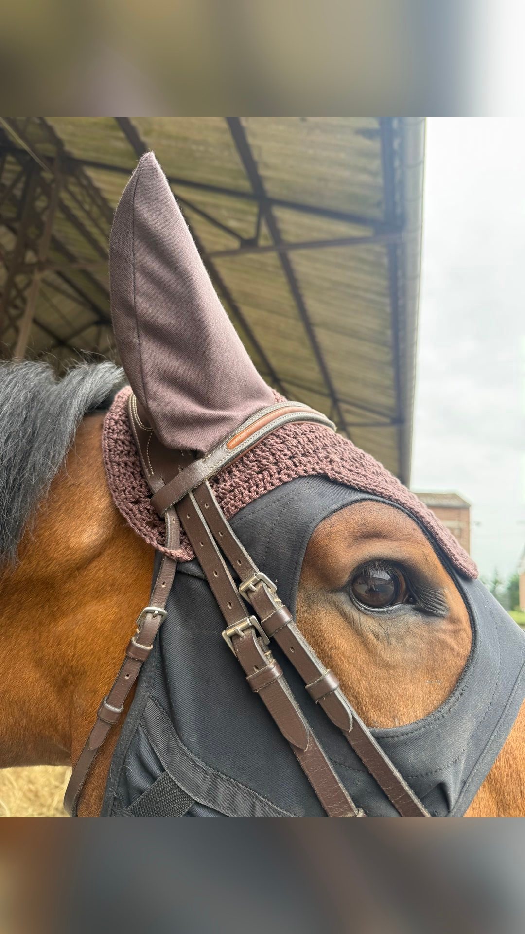 Bonnet cheval, média 3