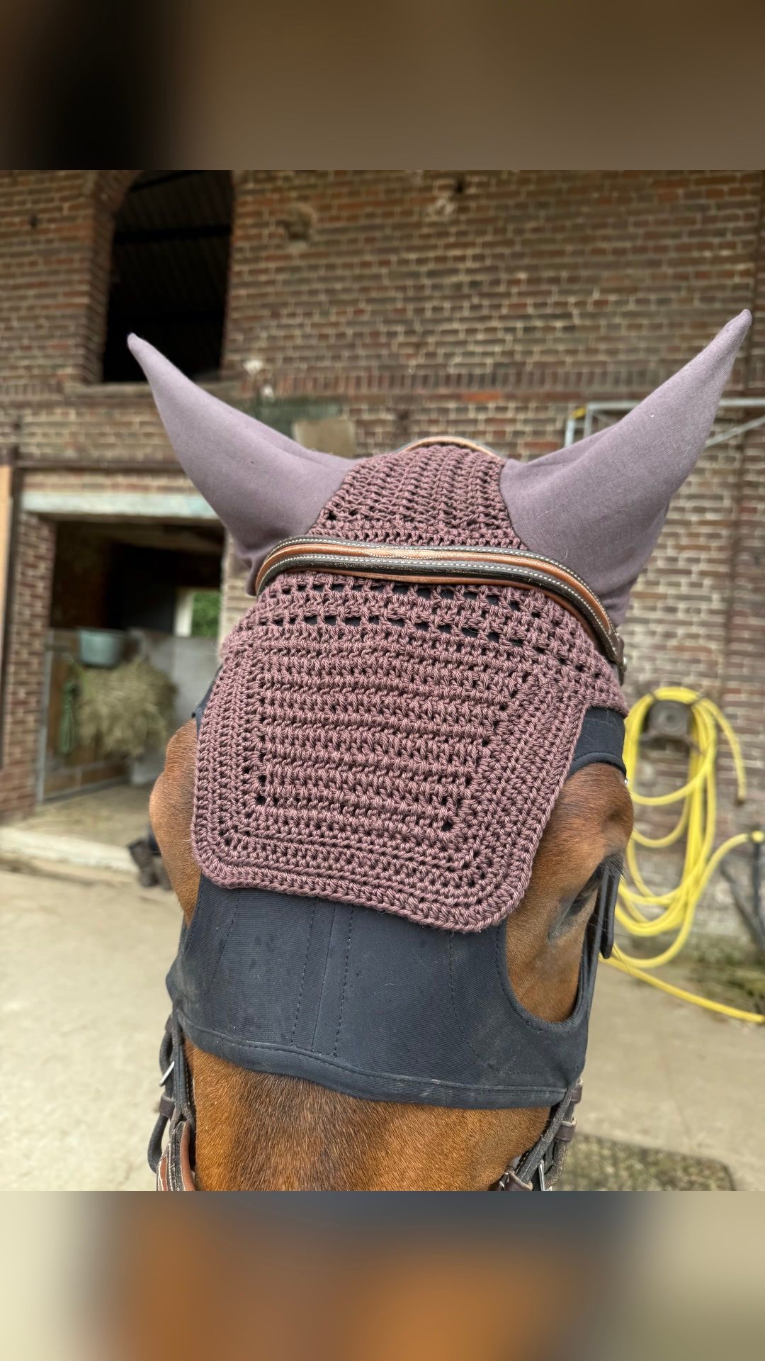 Bonnet cheval, média 4